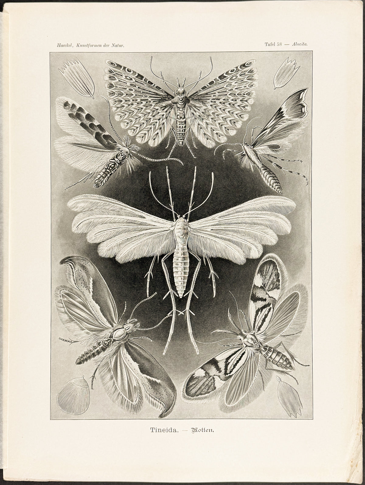 Locusts; Tineida