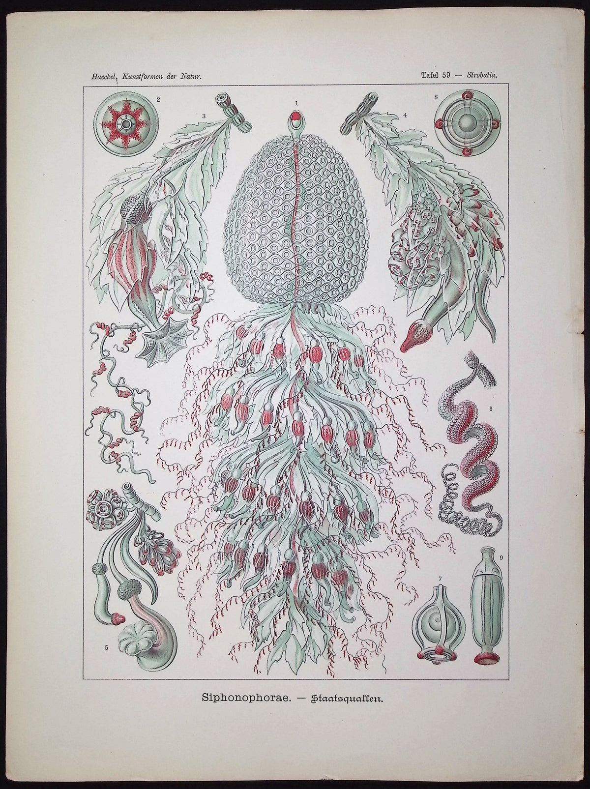 Hydrozoan; Siphonophorae