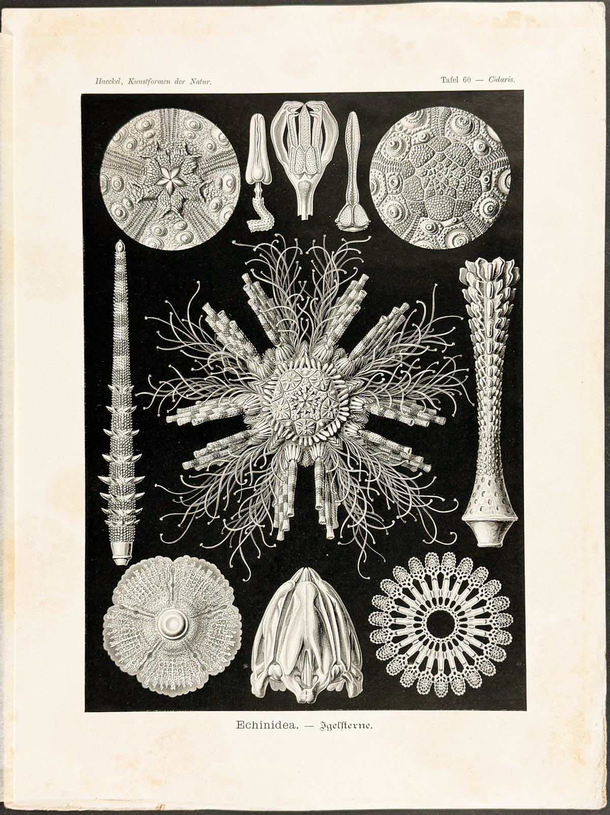 Sanddollar; Echinidea
