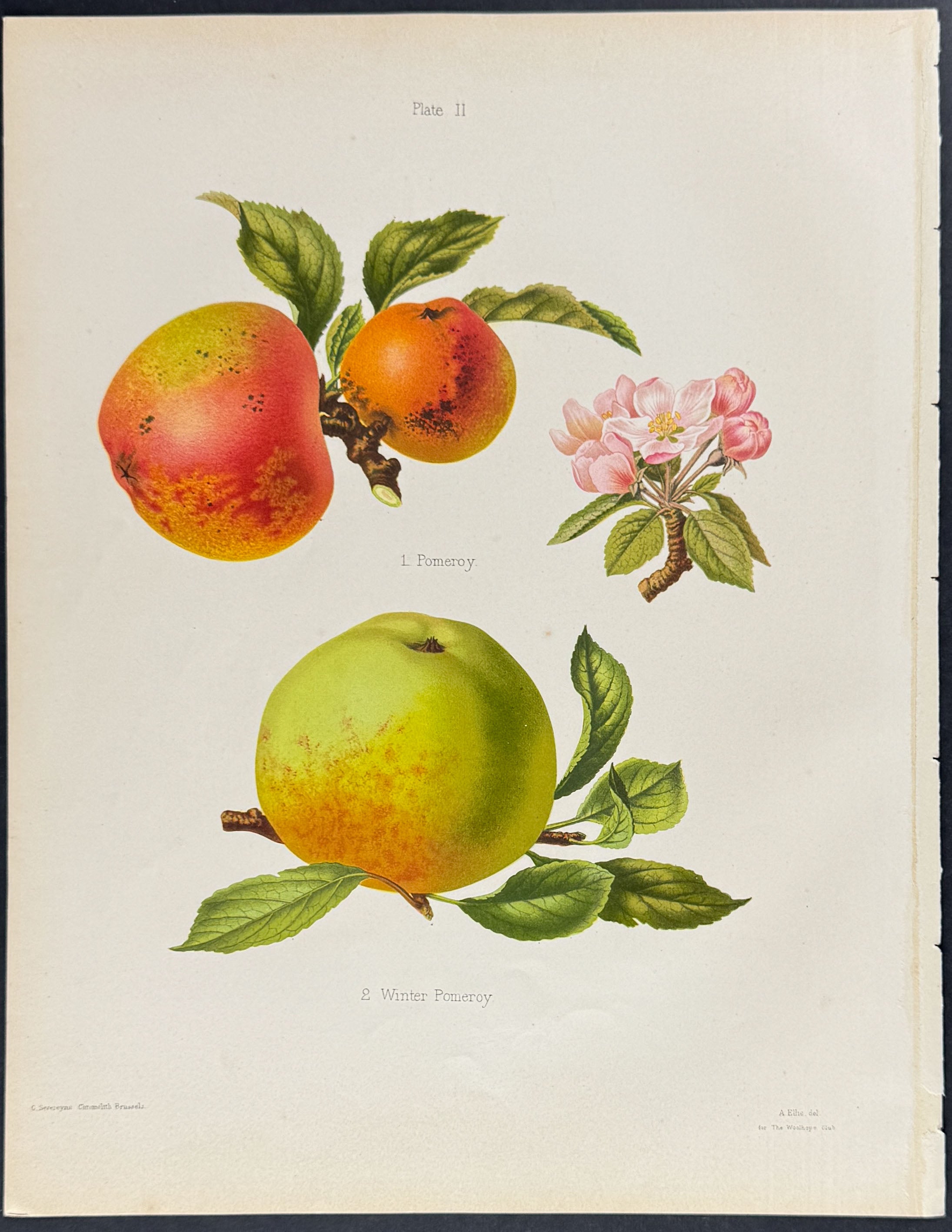 Apples