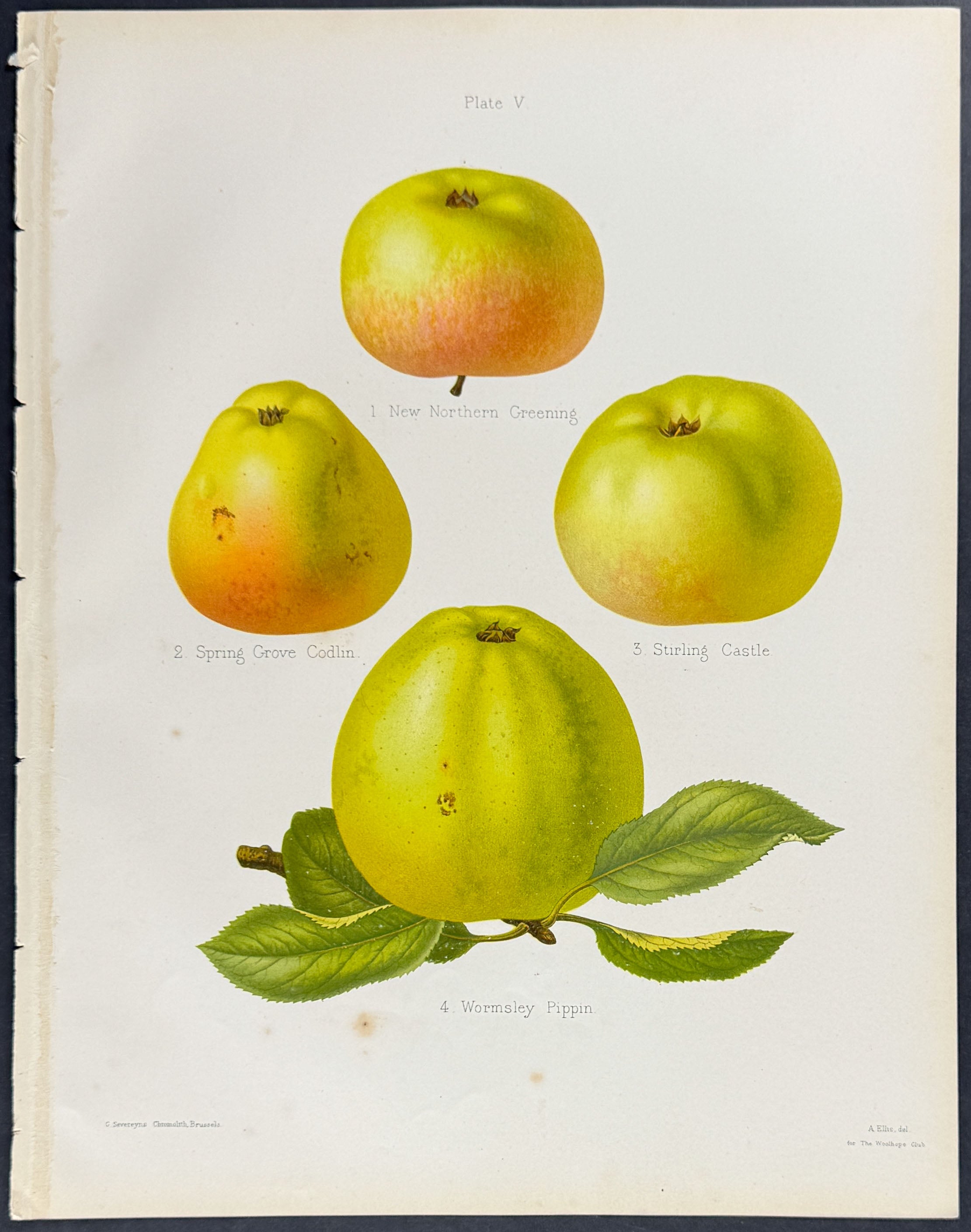 Apples