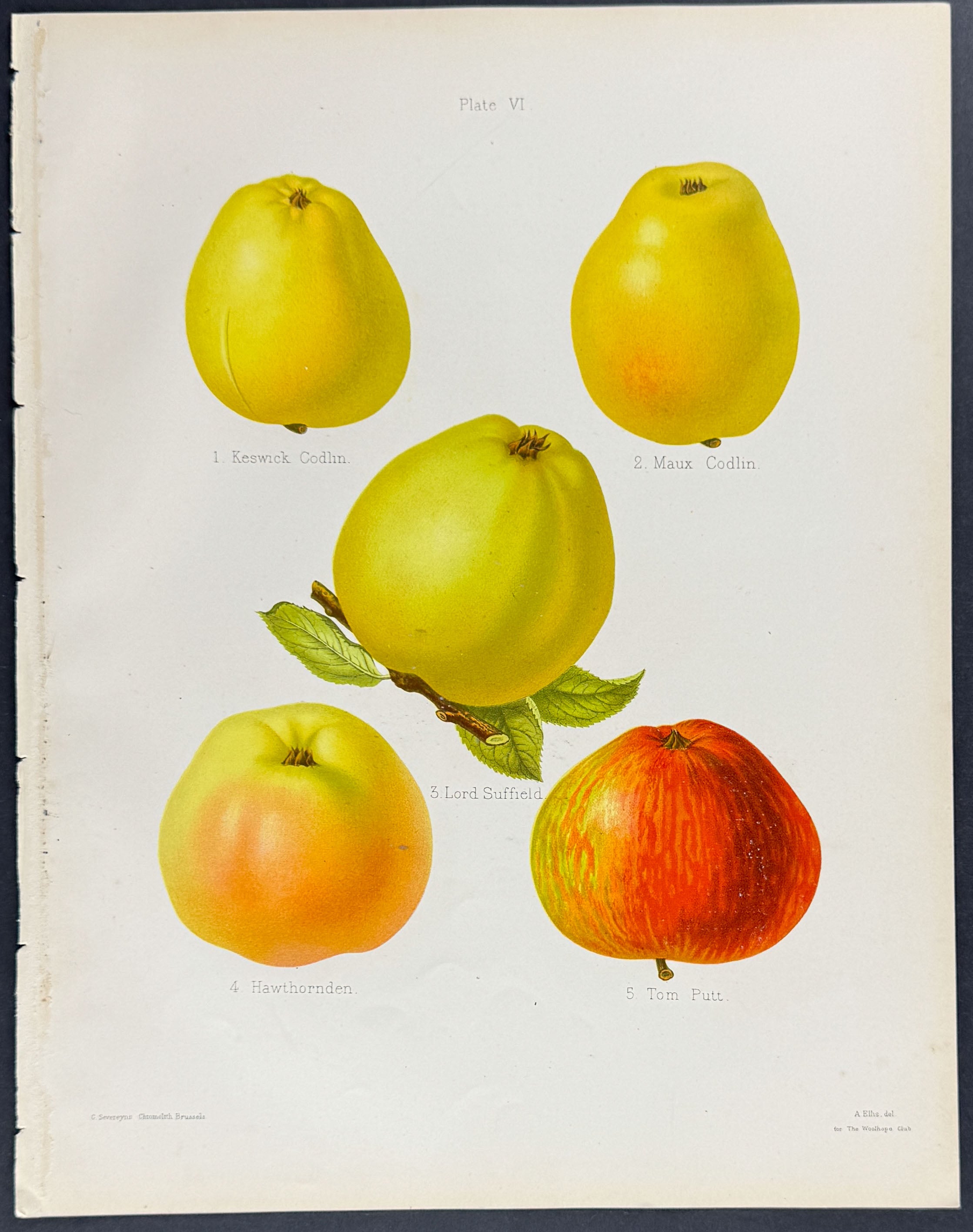 Apples