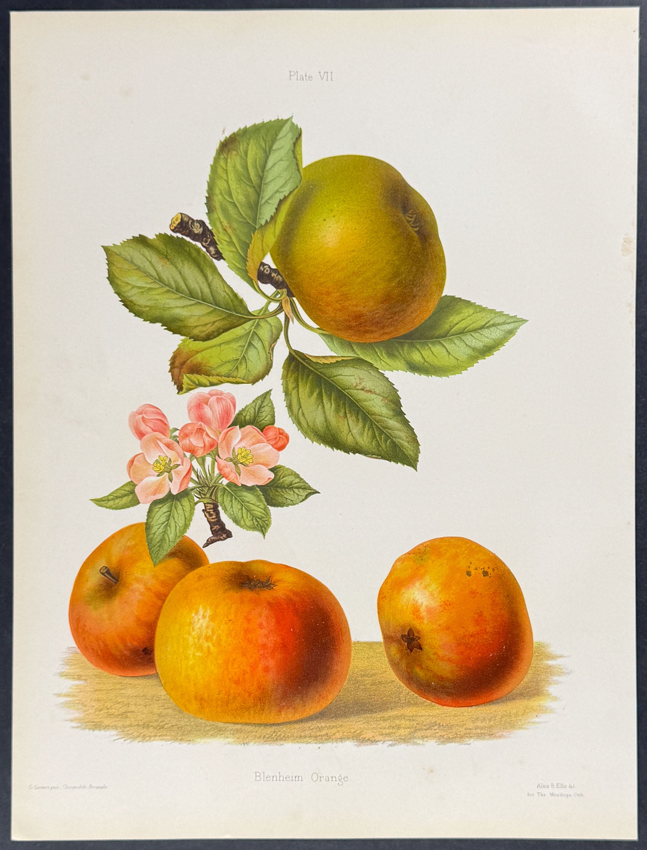 Apples
