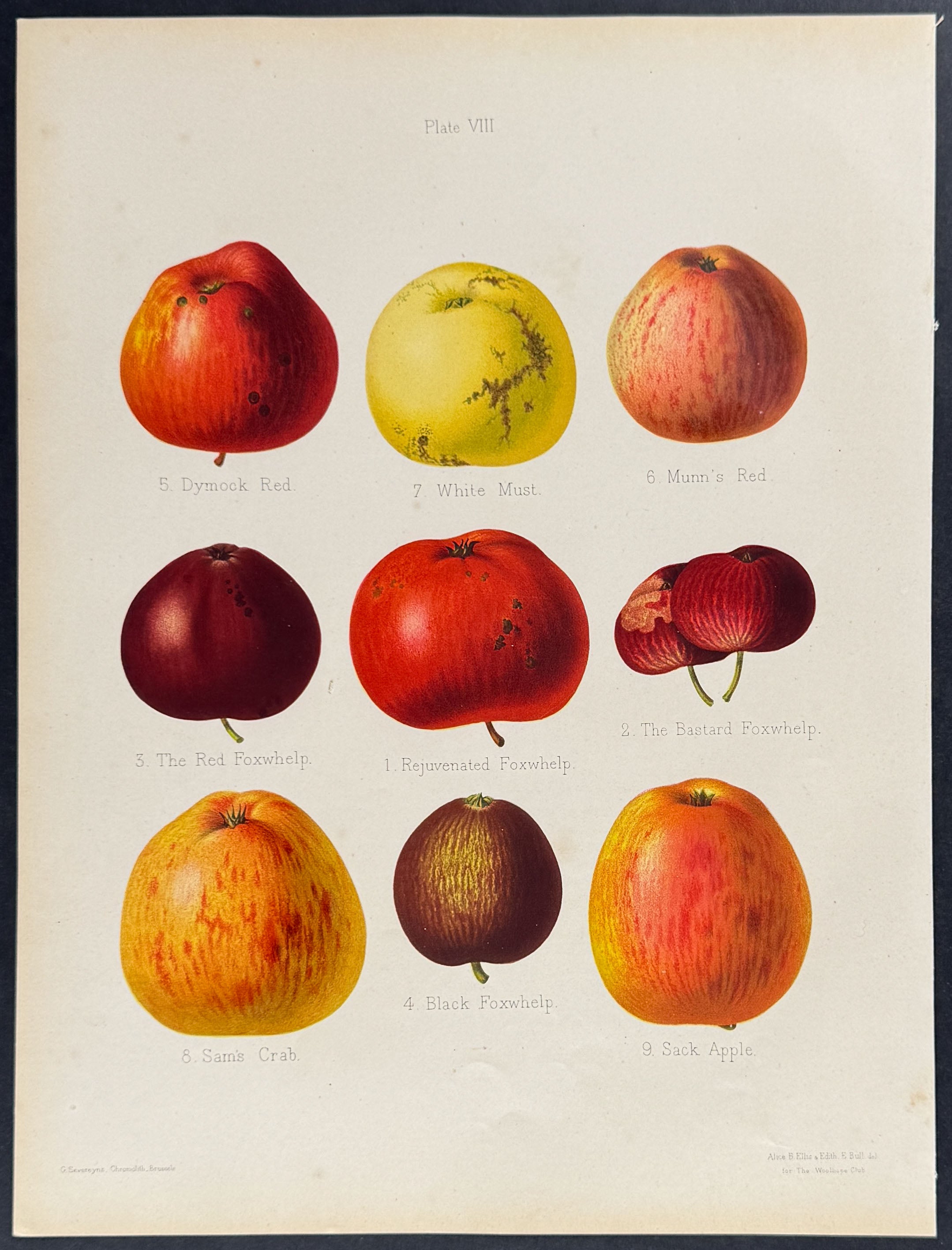 Apples