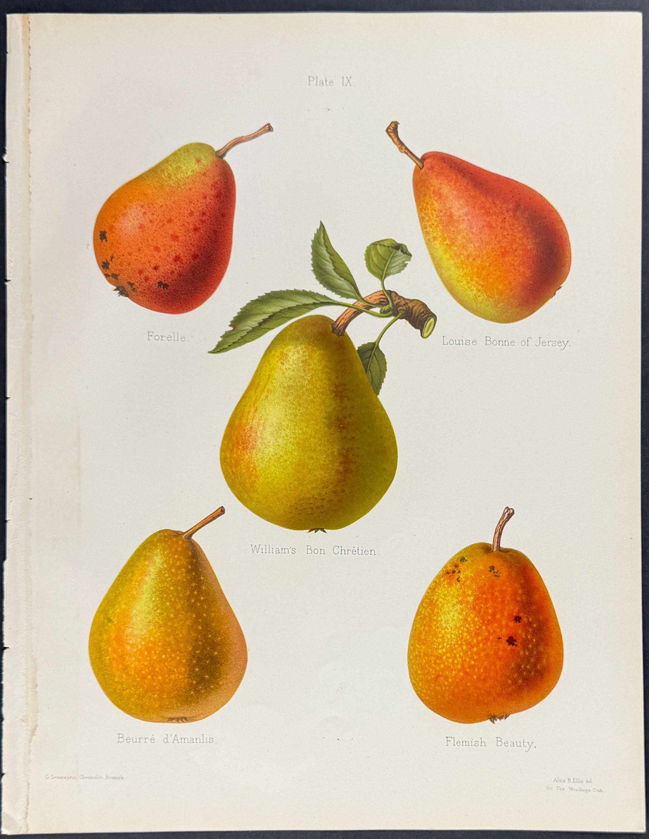 Pears