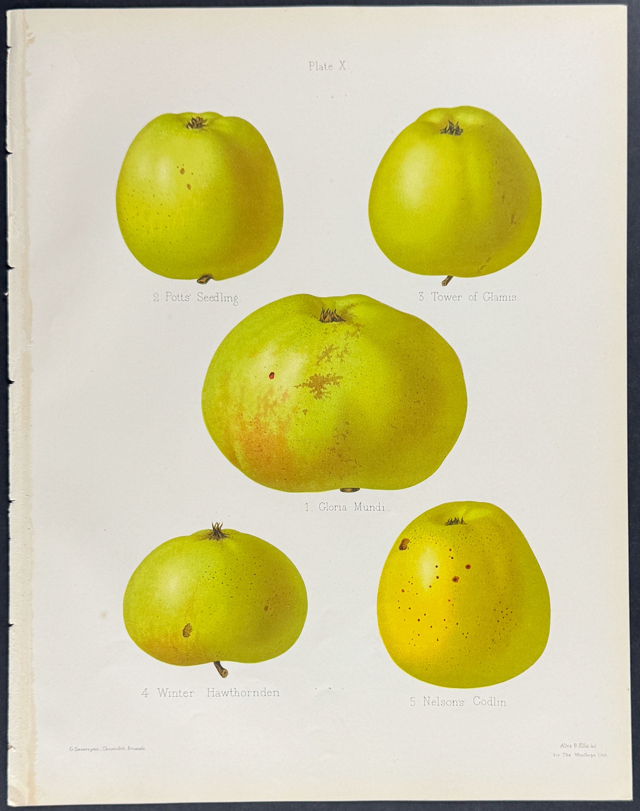 Apples