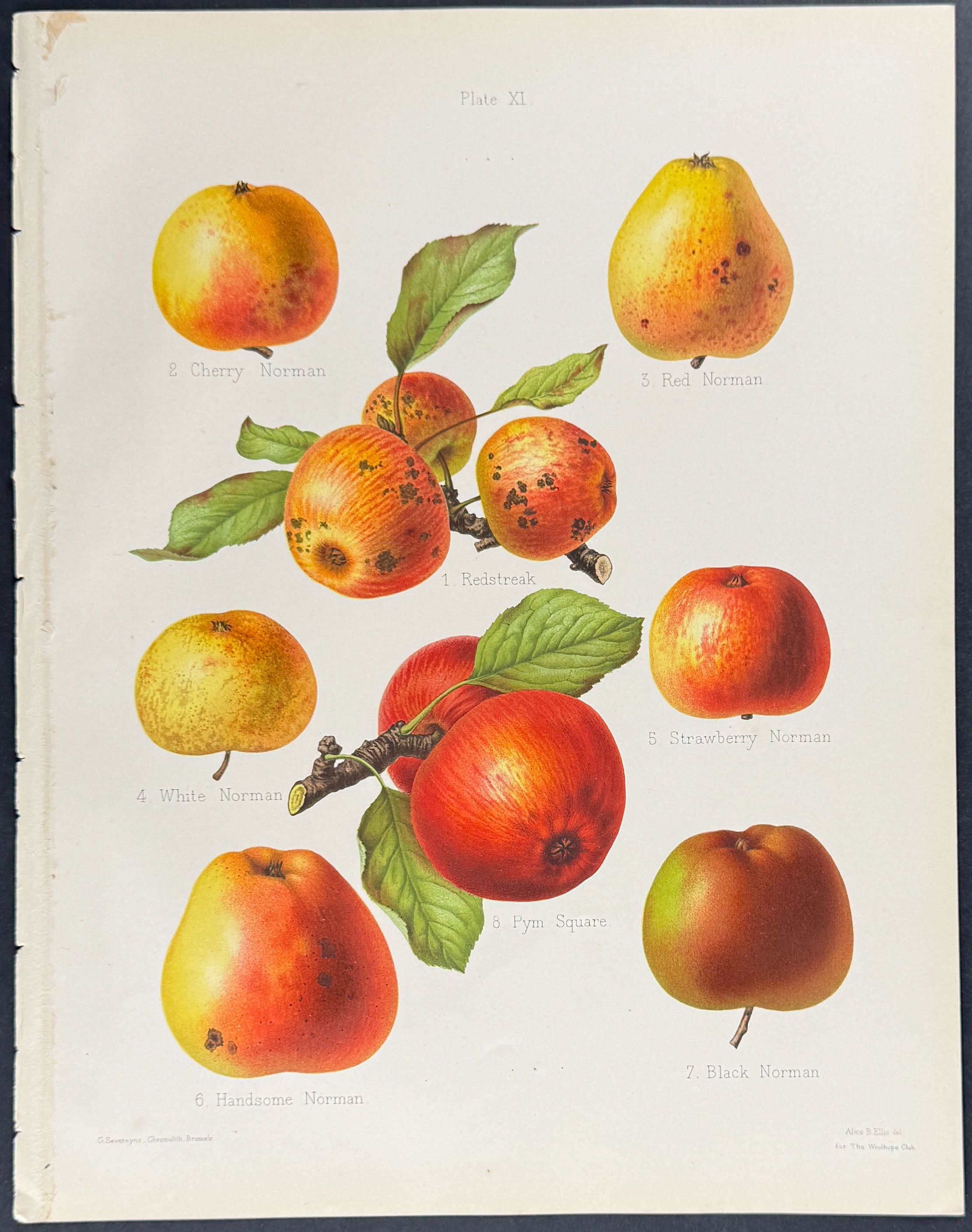 Apples