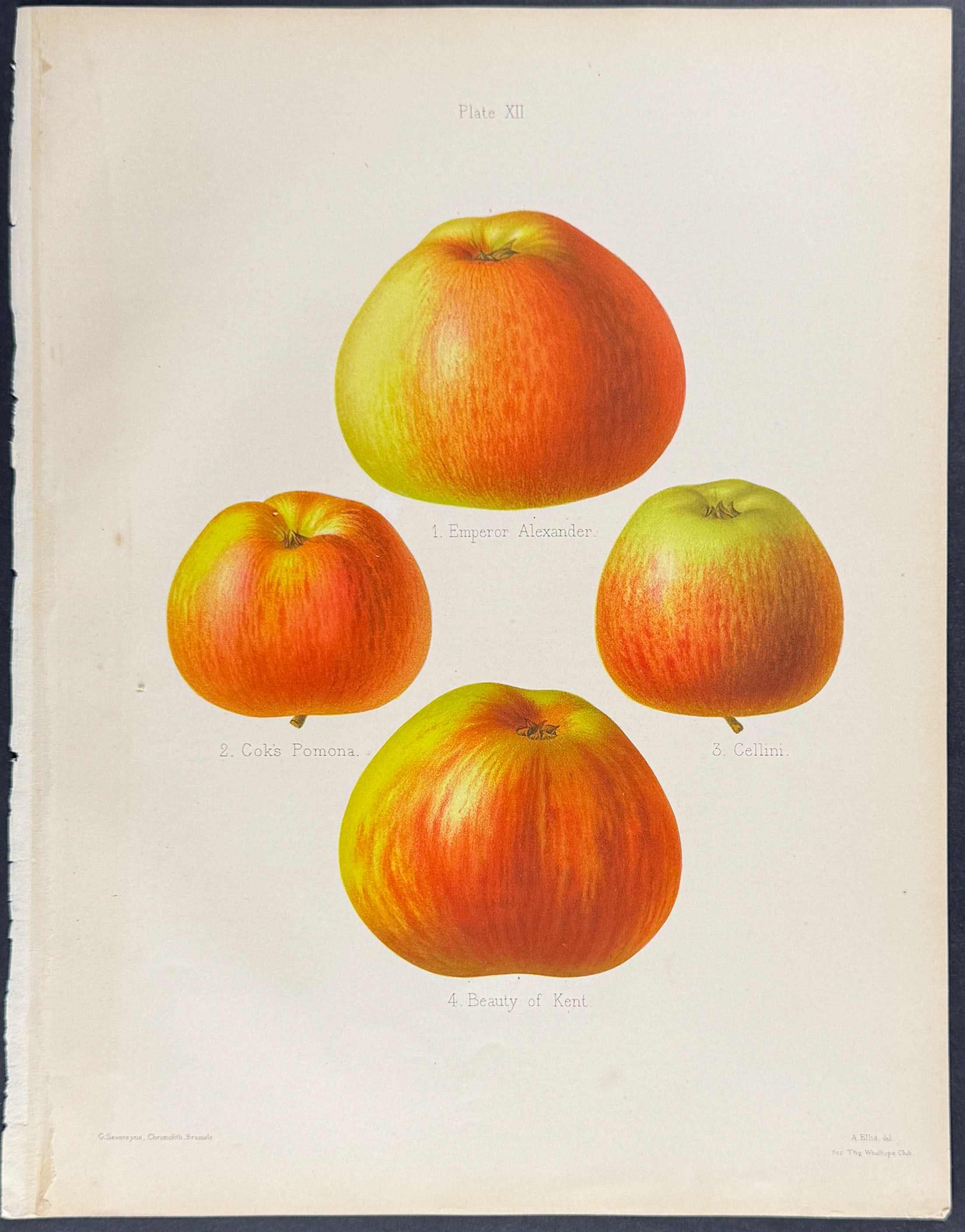 Apples