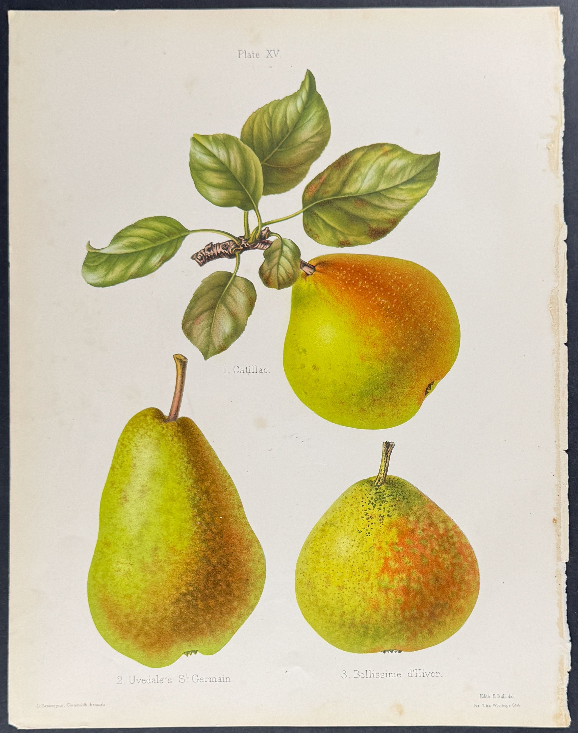 Pears