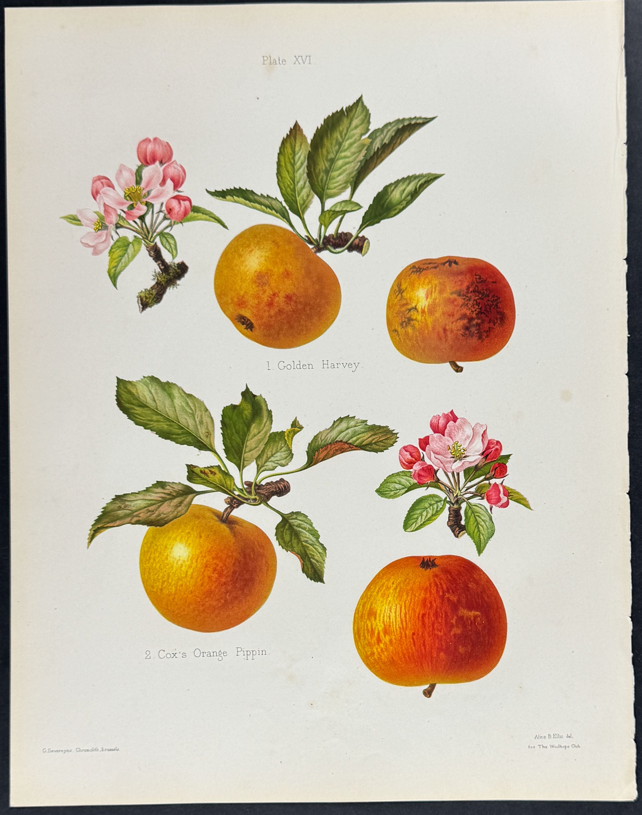 Pears
