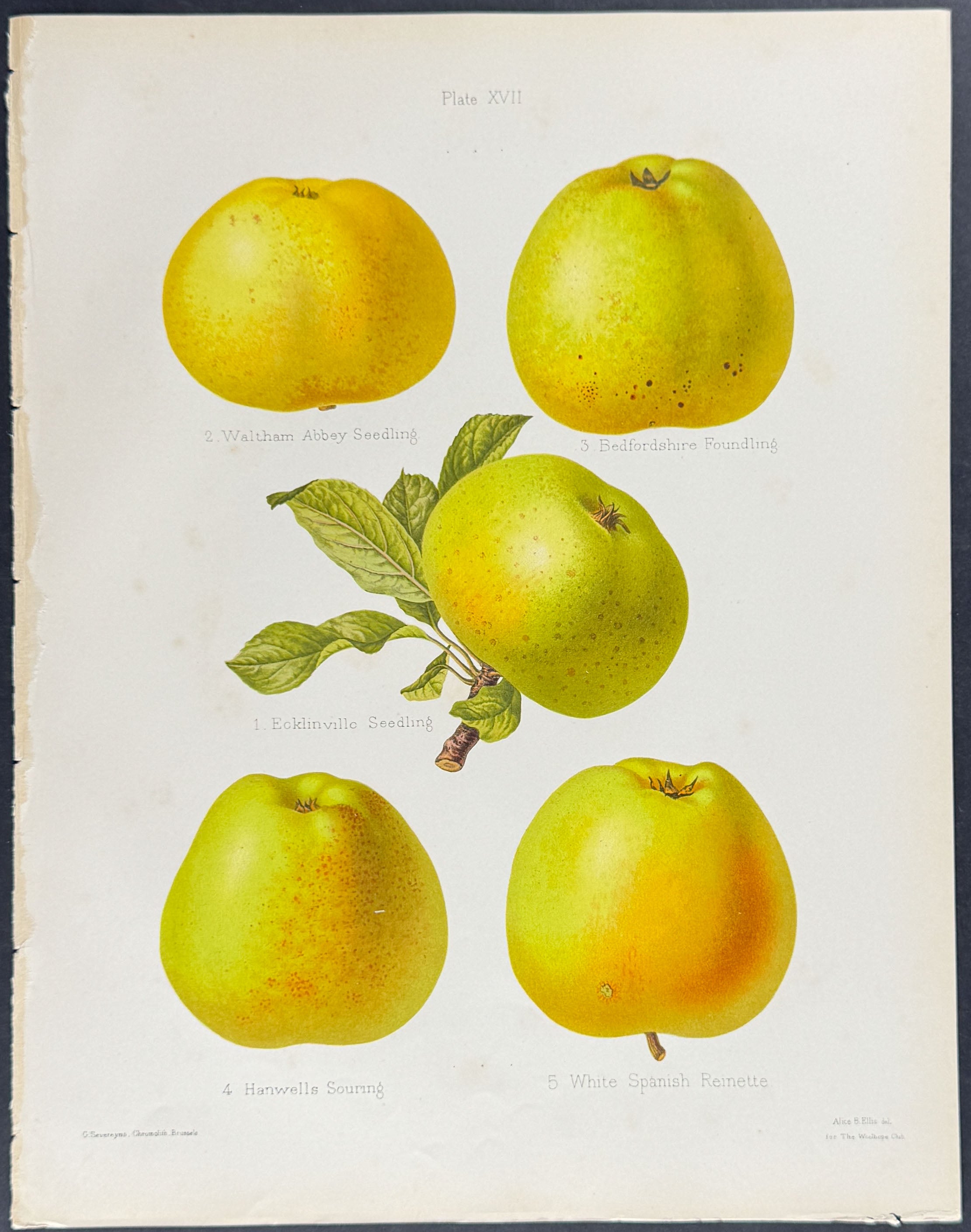 Pears