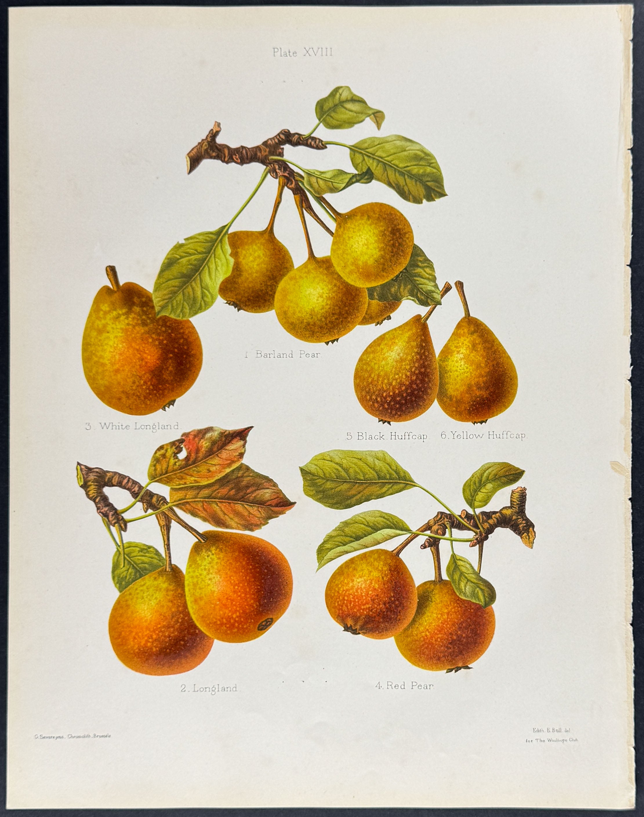 Pears