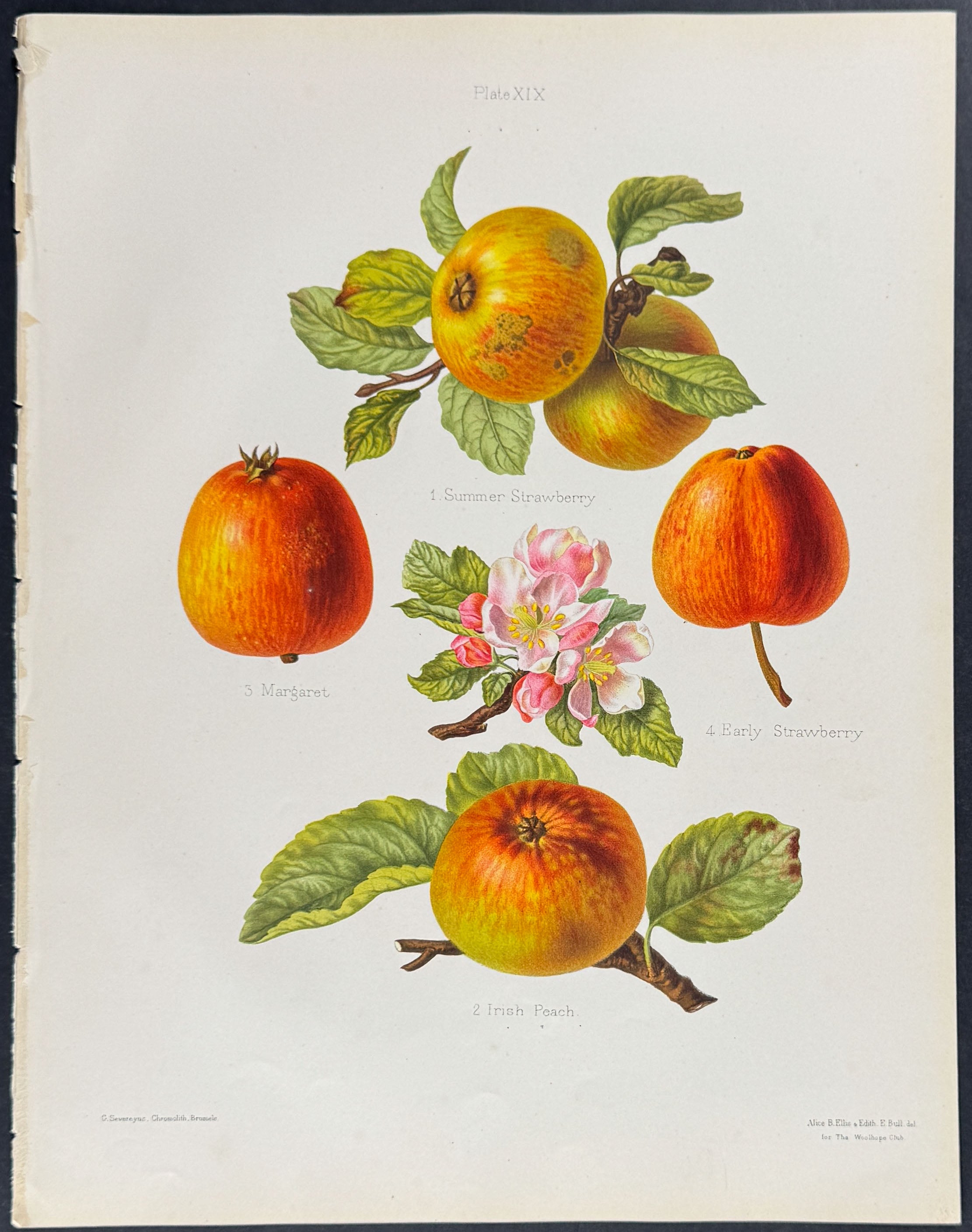 Apples