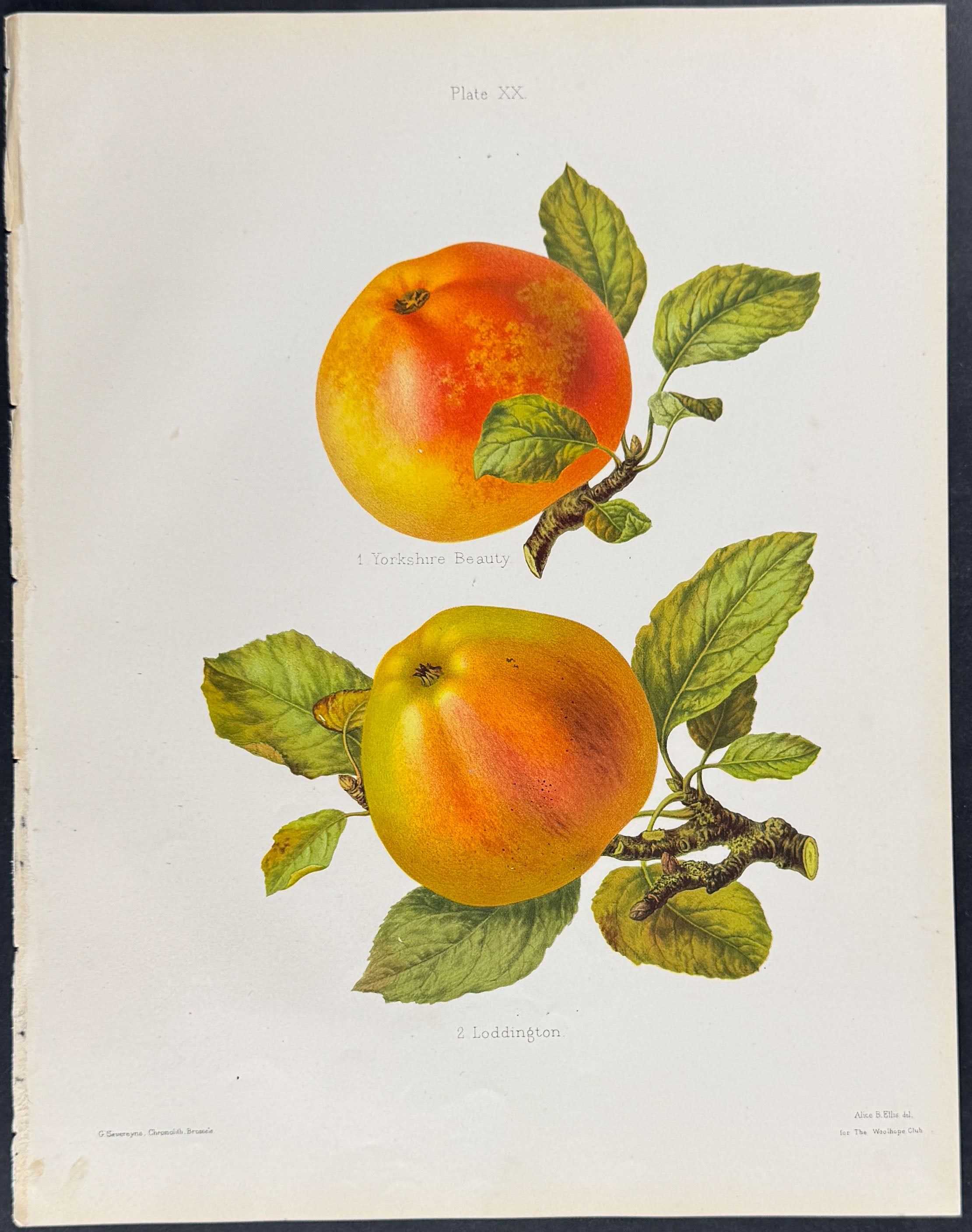 Apples