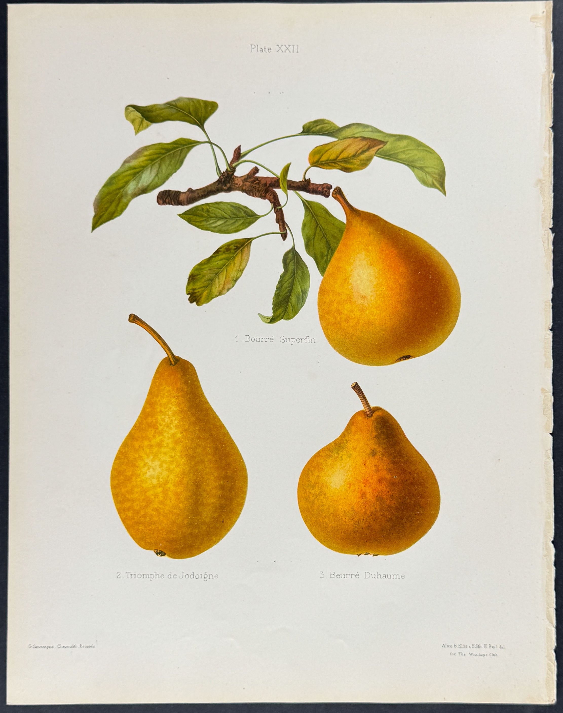 Pears