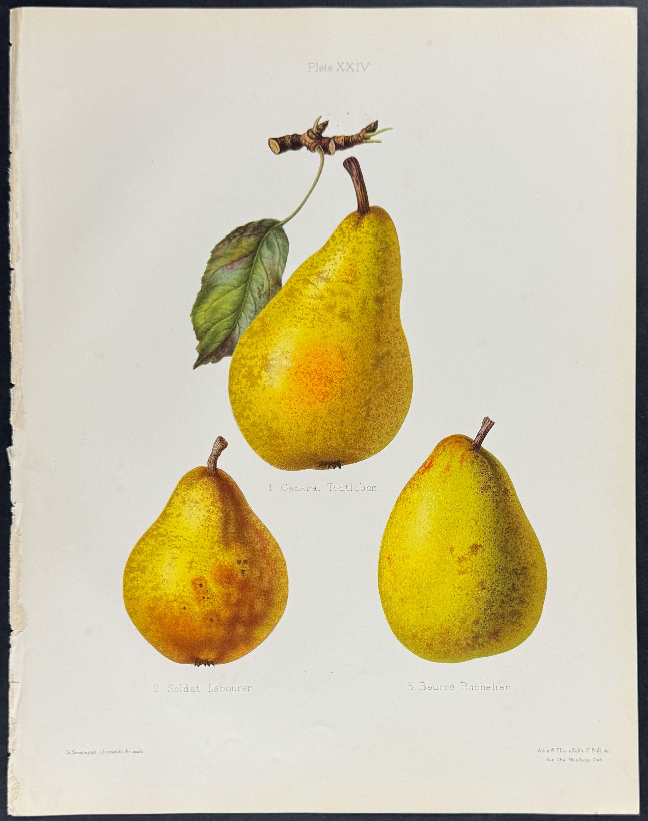 Pears