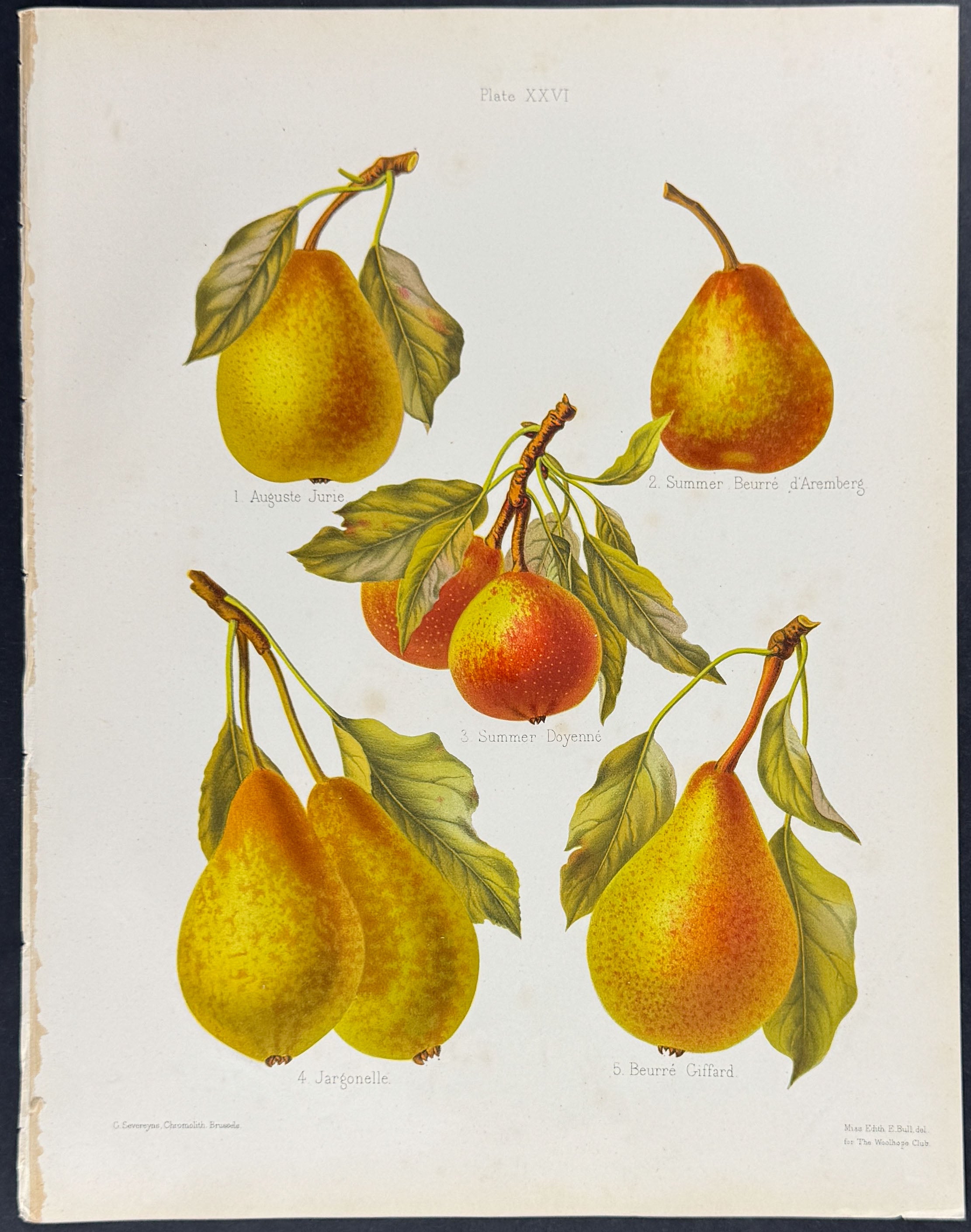 Pears