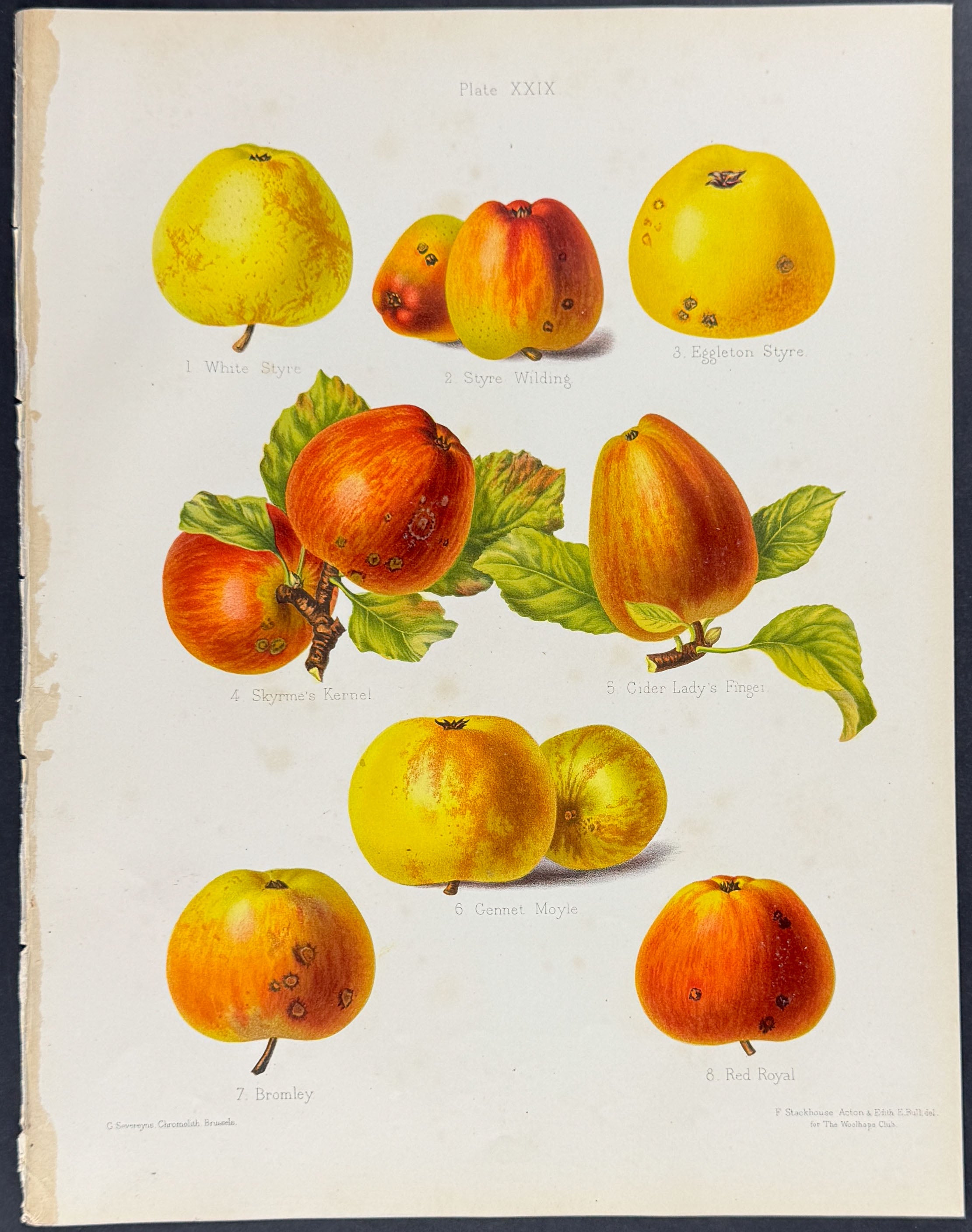 Apples