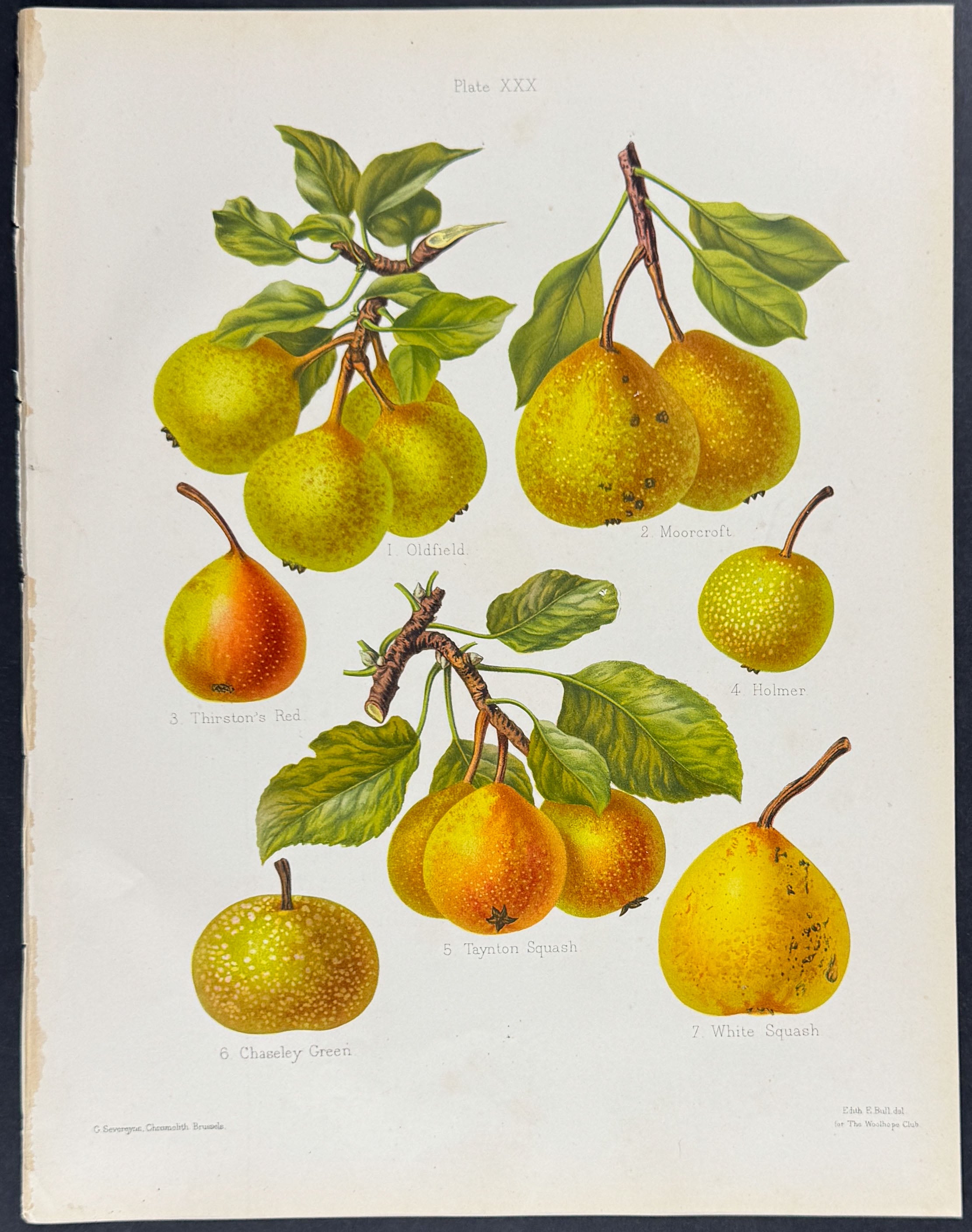 Pears