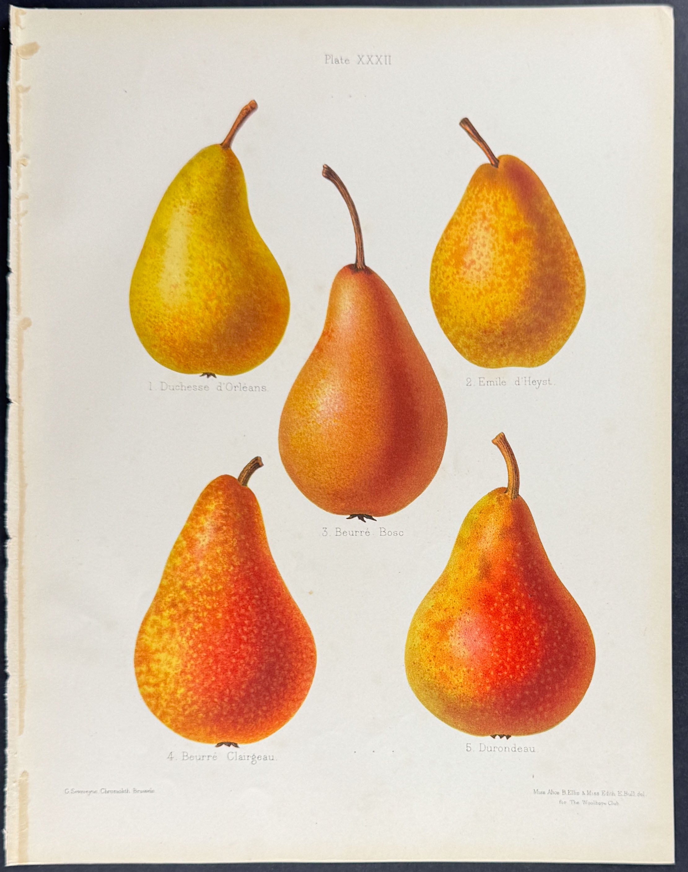 Pears