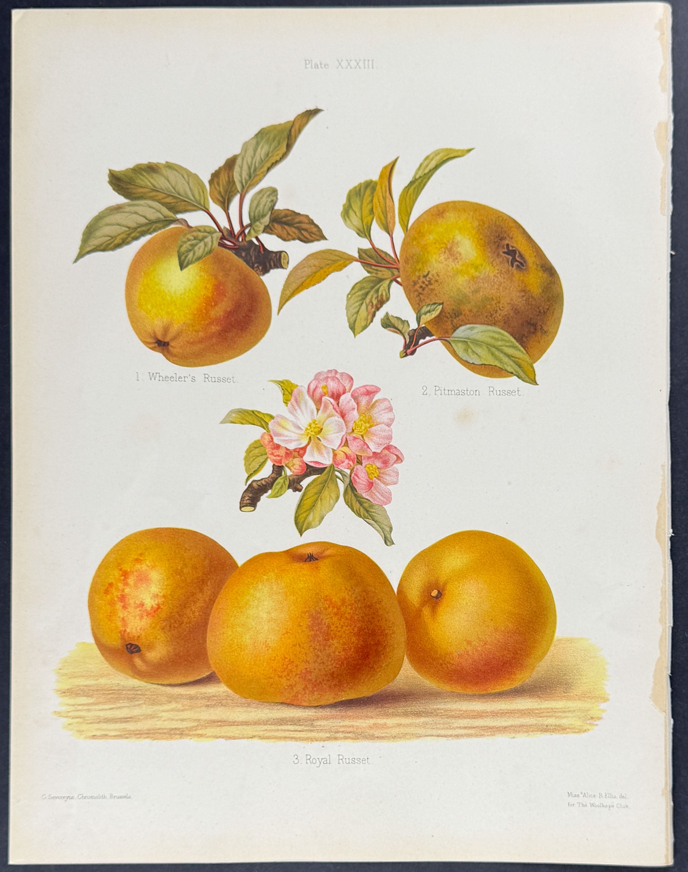 Apples