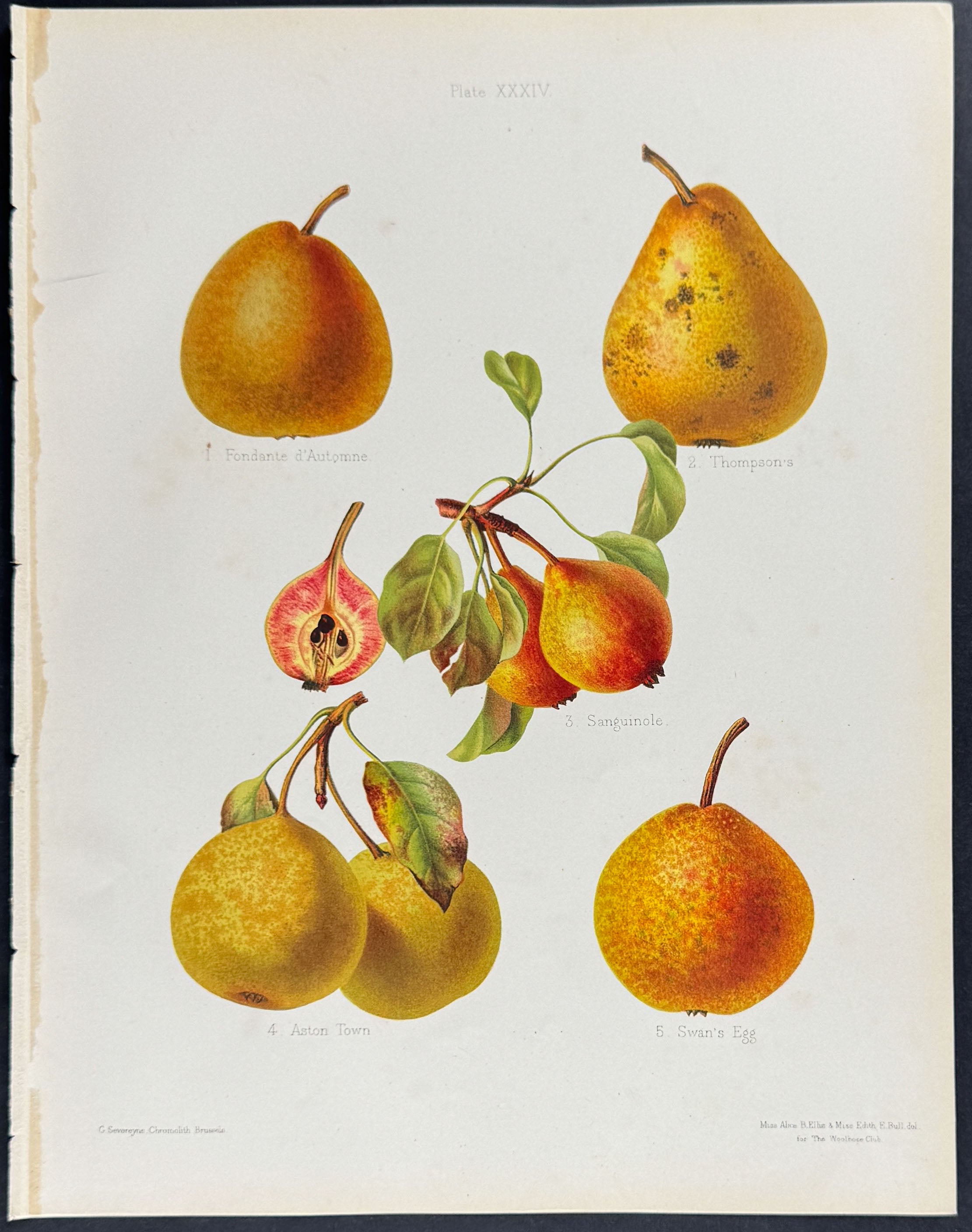 Pears