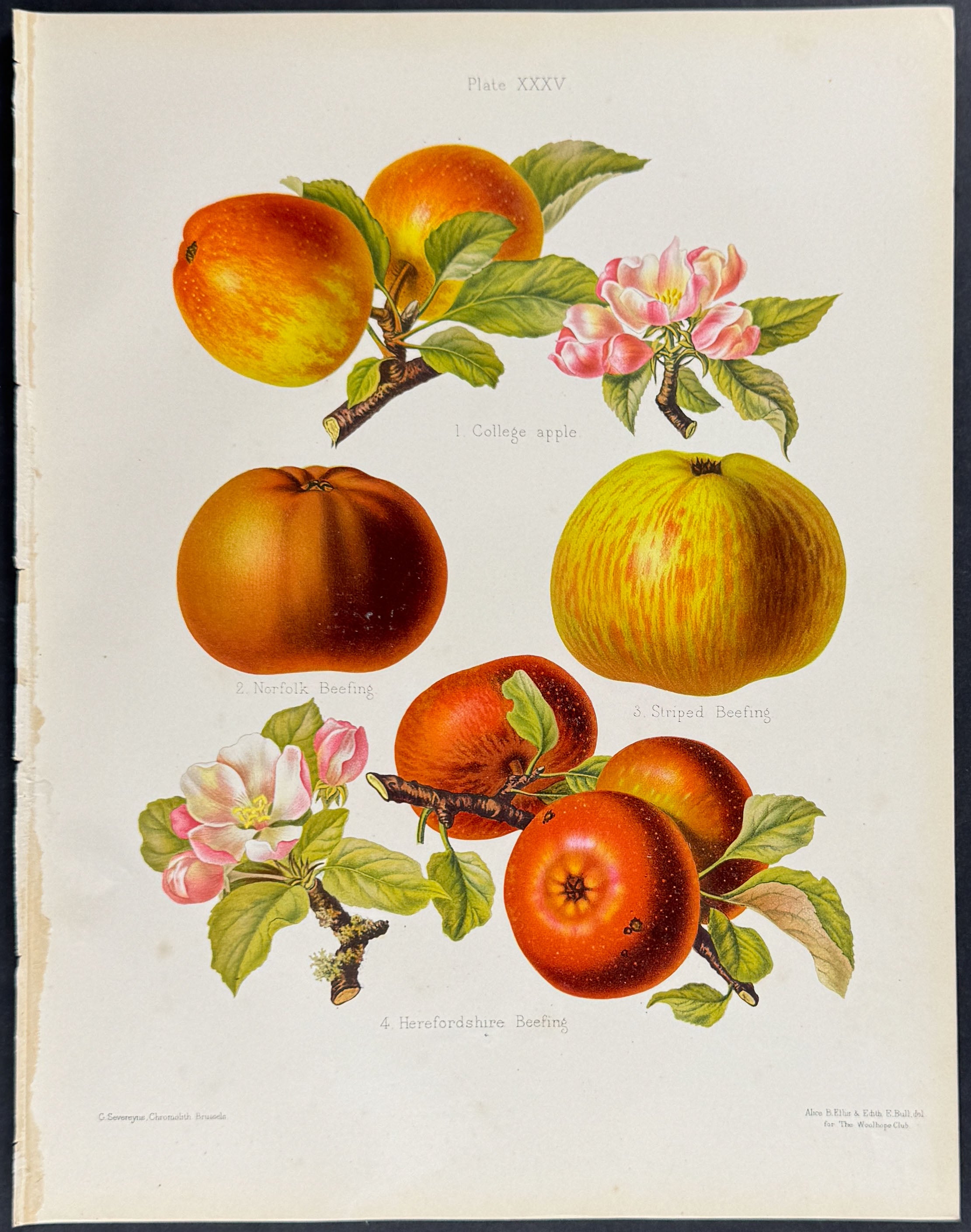 Apples