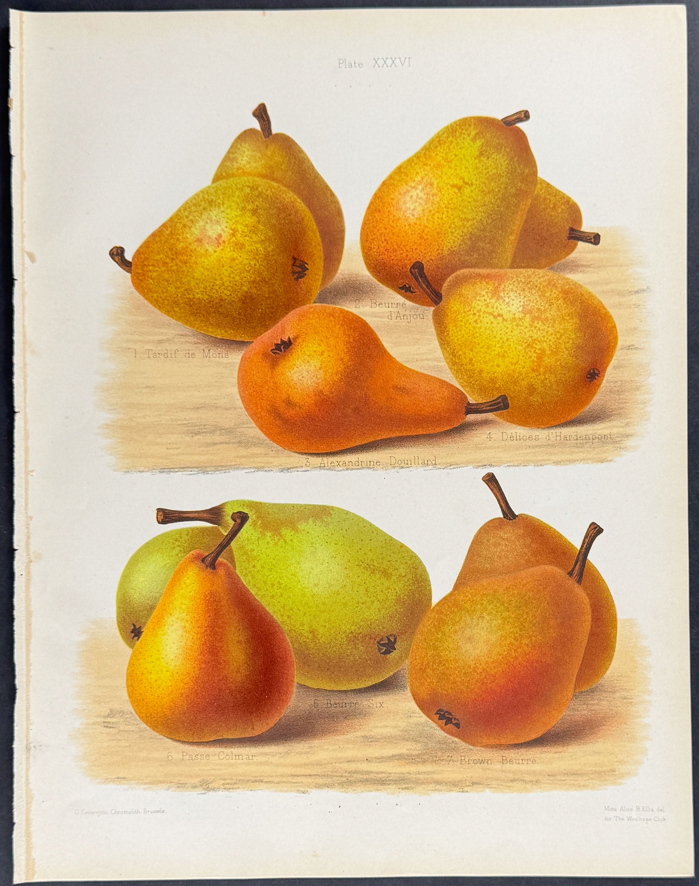 Pears