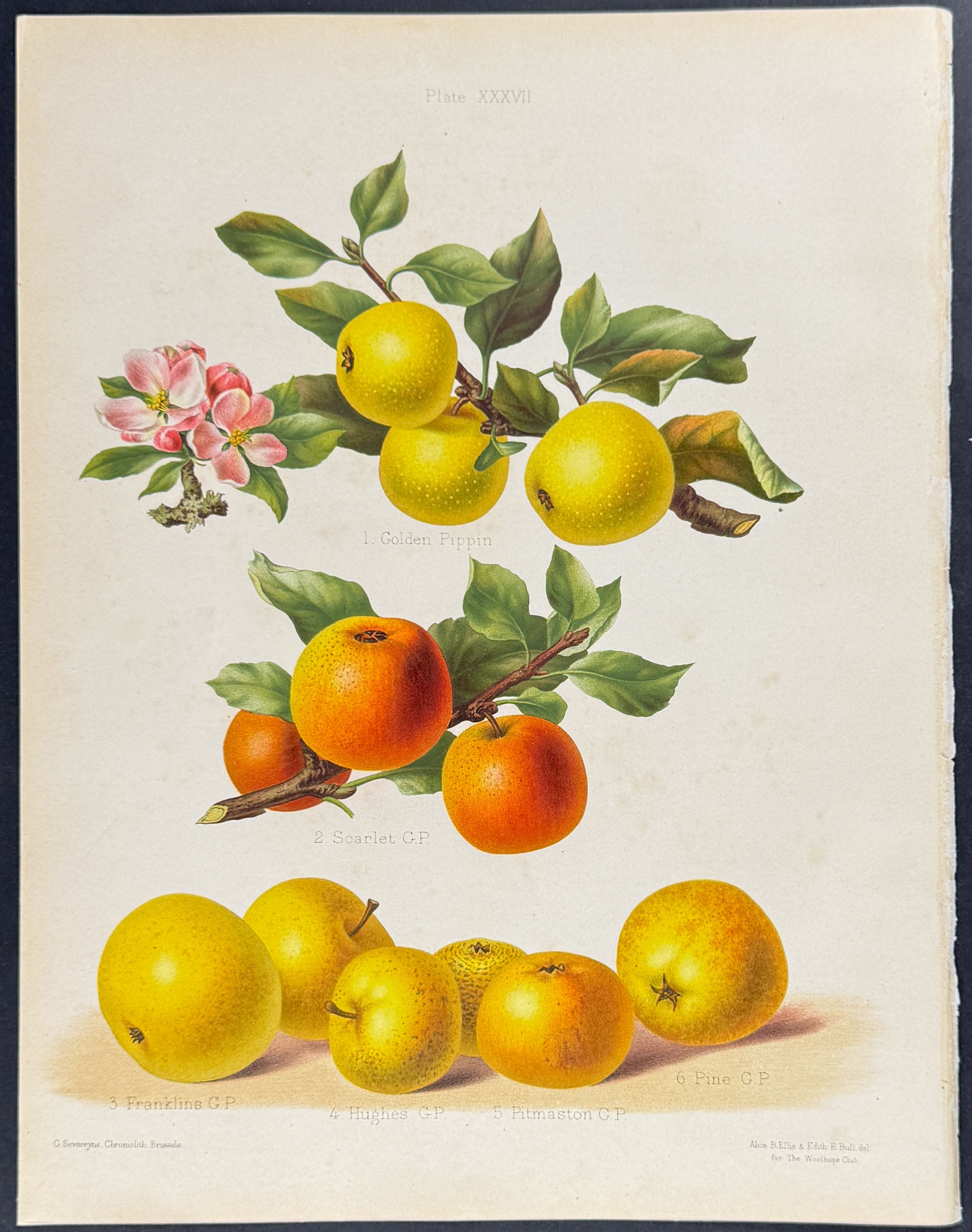 Apples