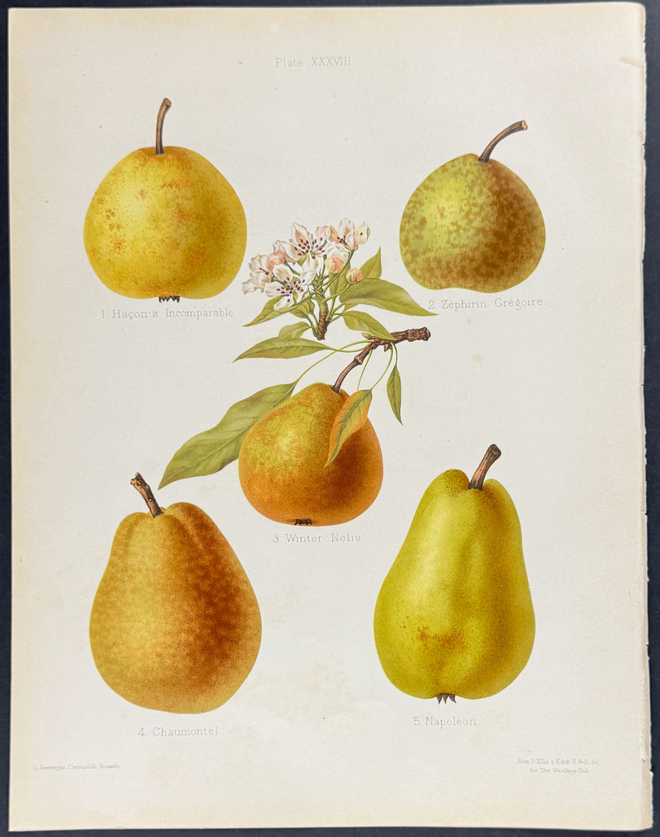 Pears