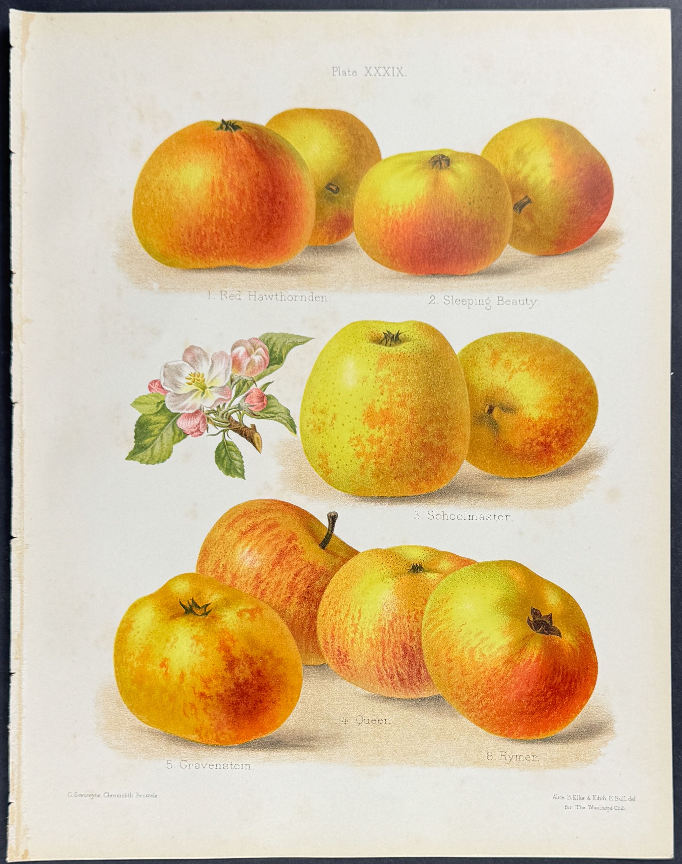 Apples