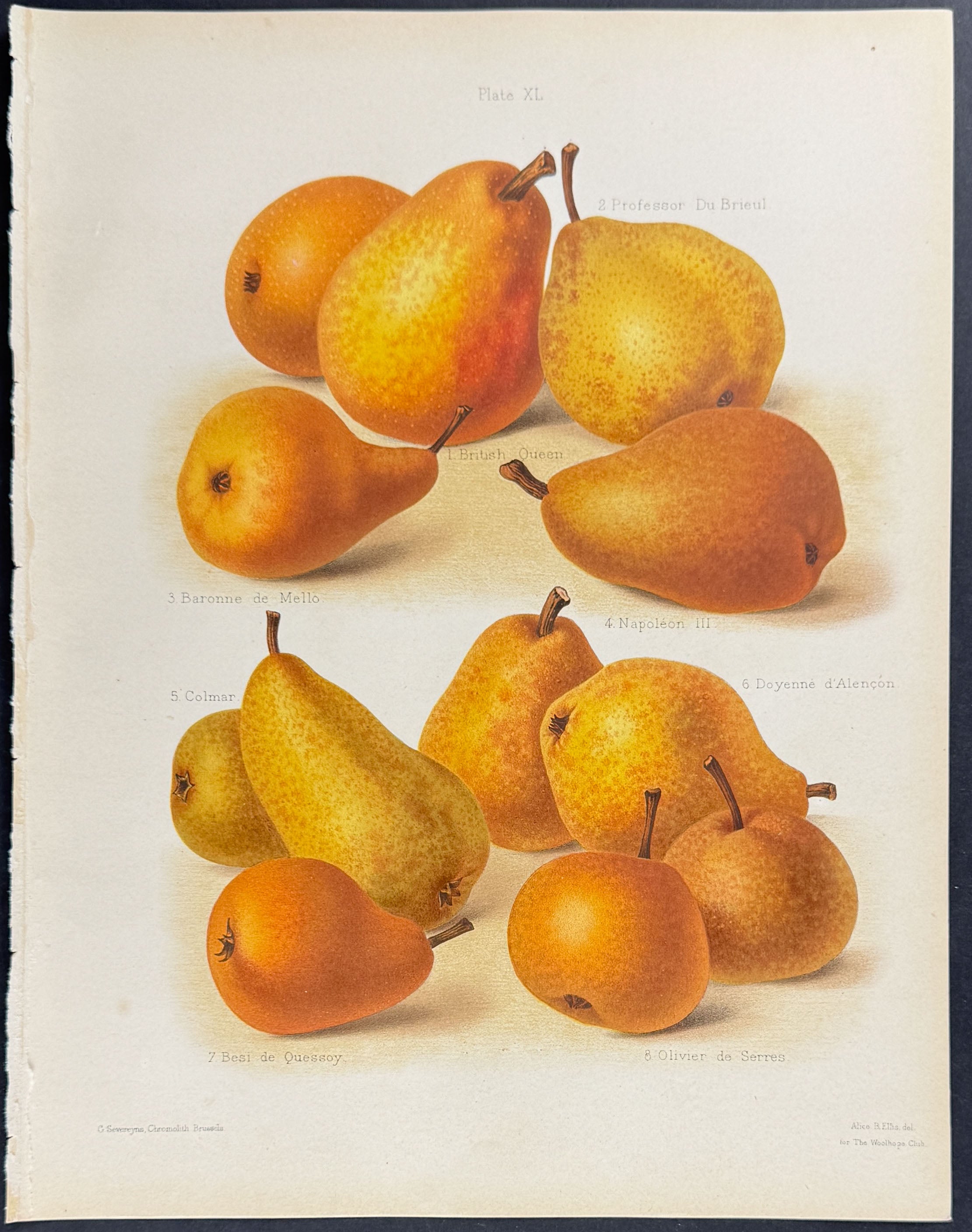 Pears