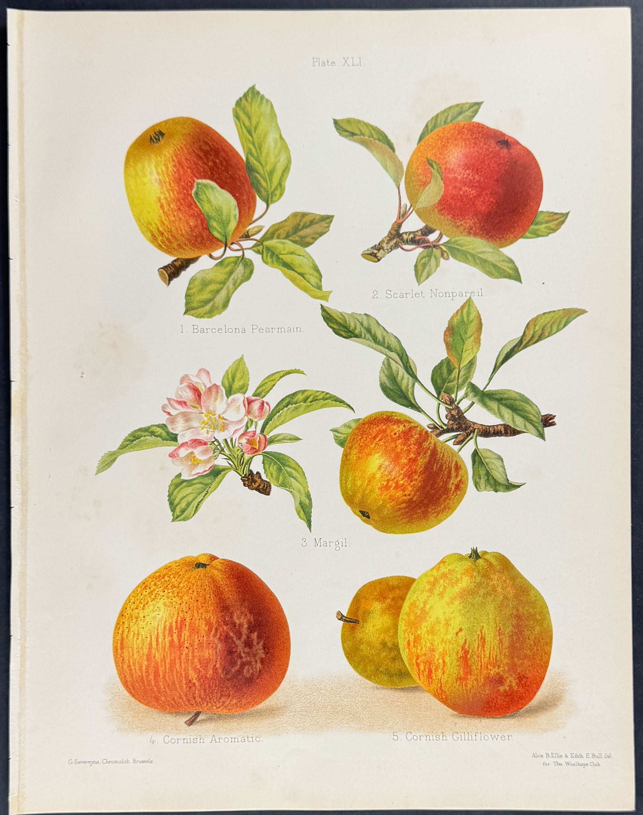Apples