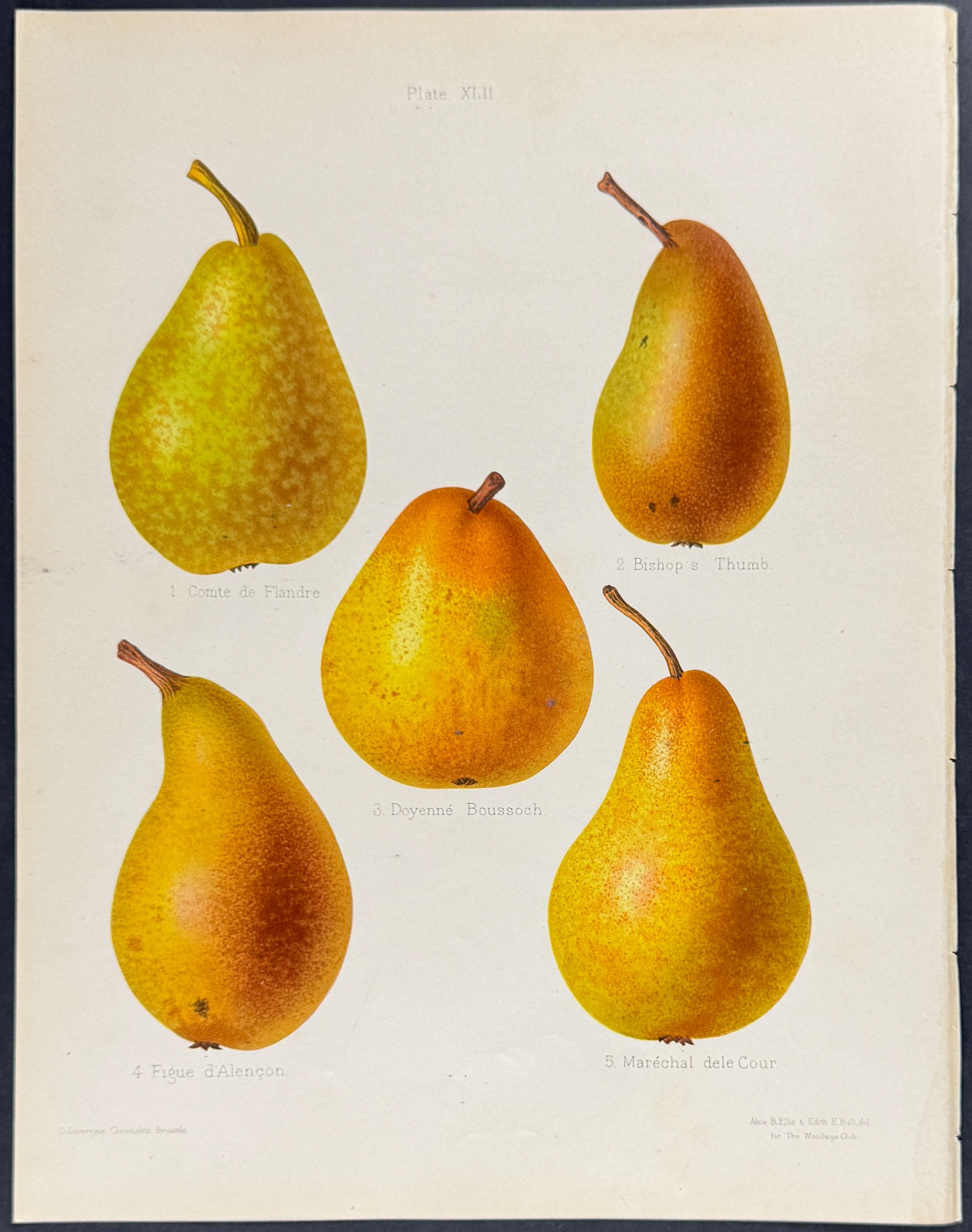 Pears