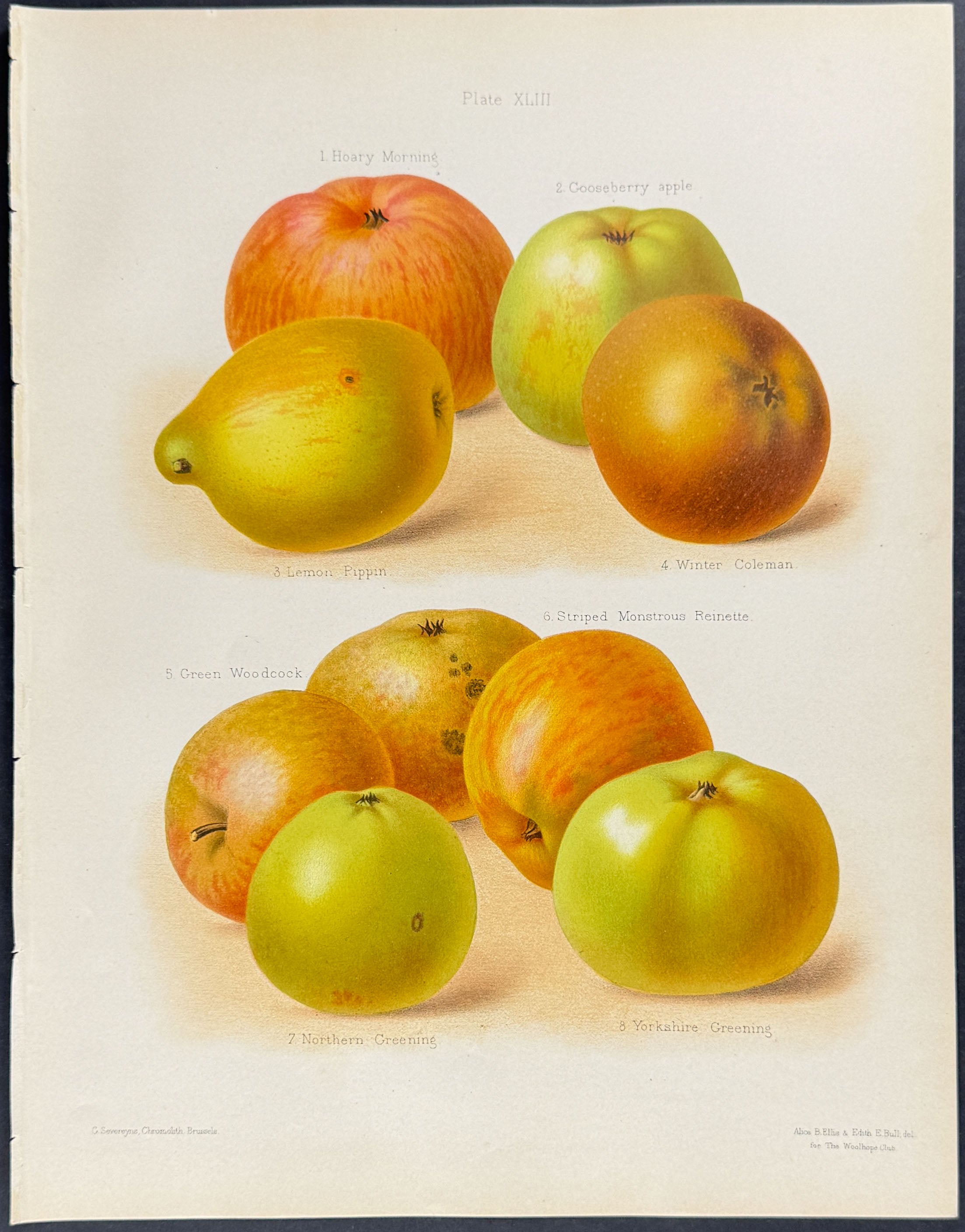 Apples