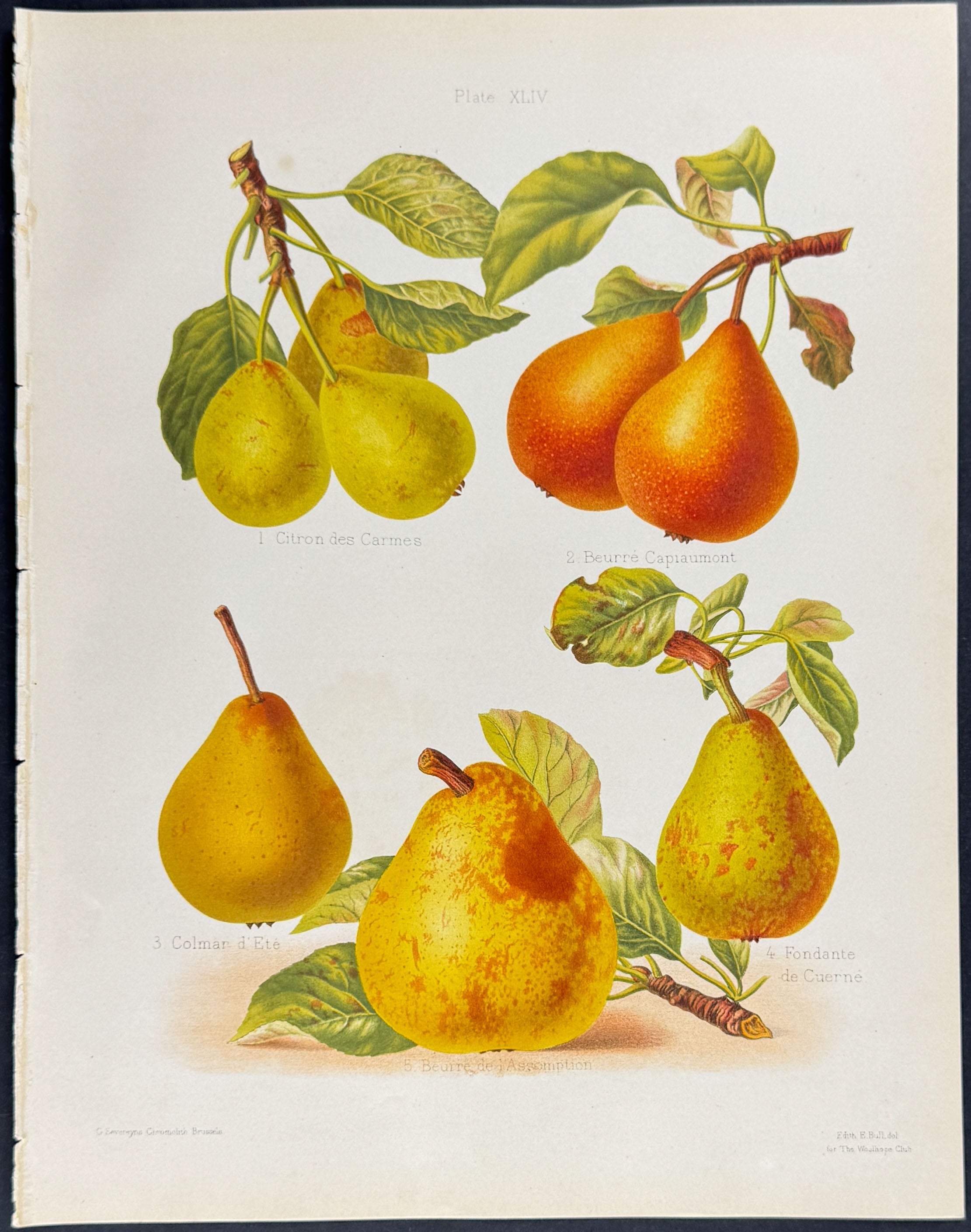 Pears