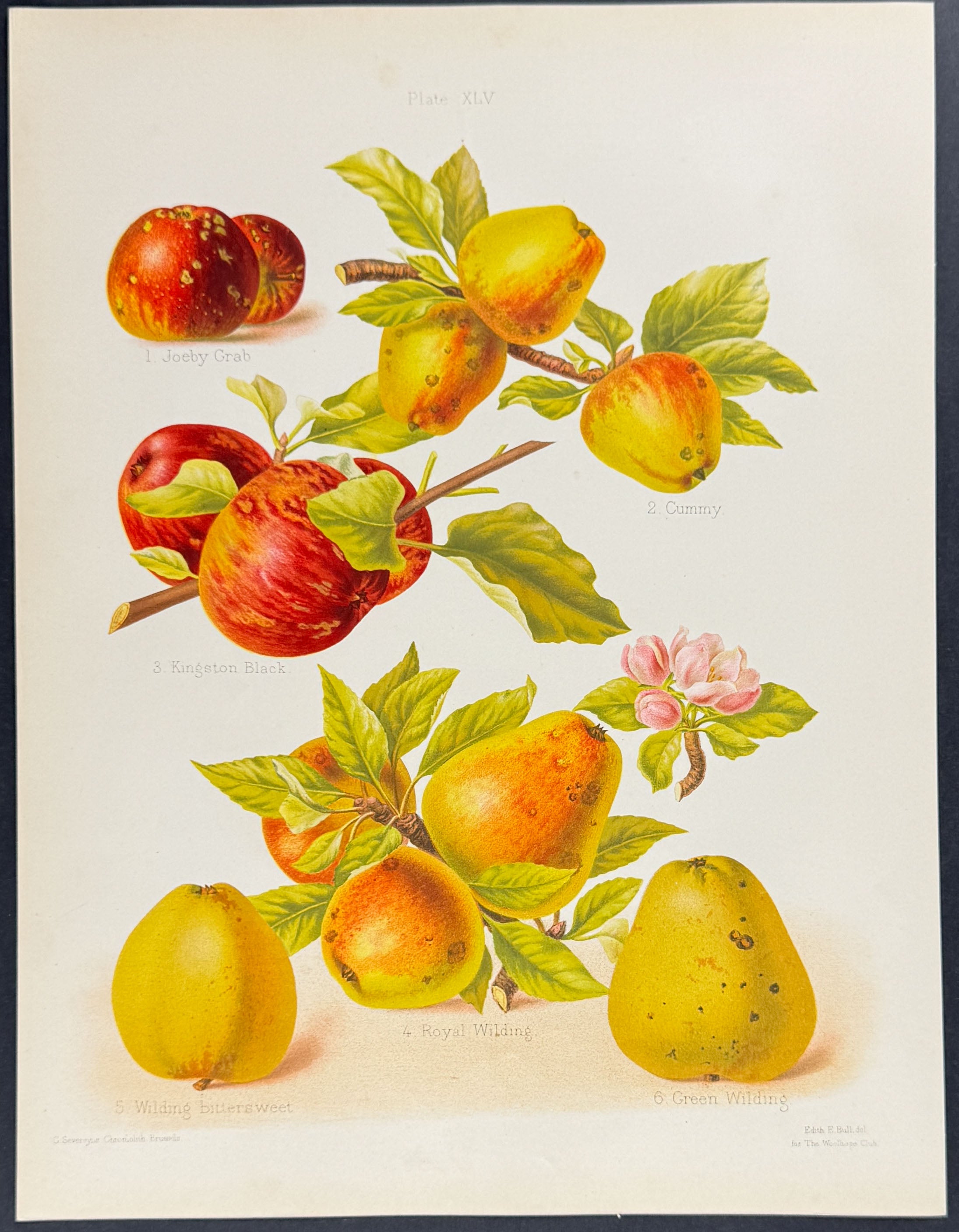 Apples