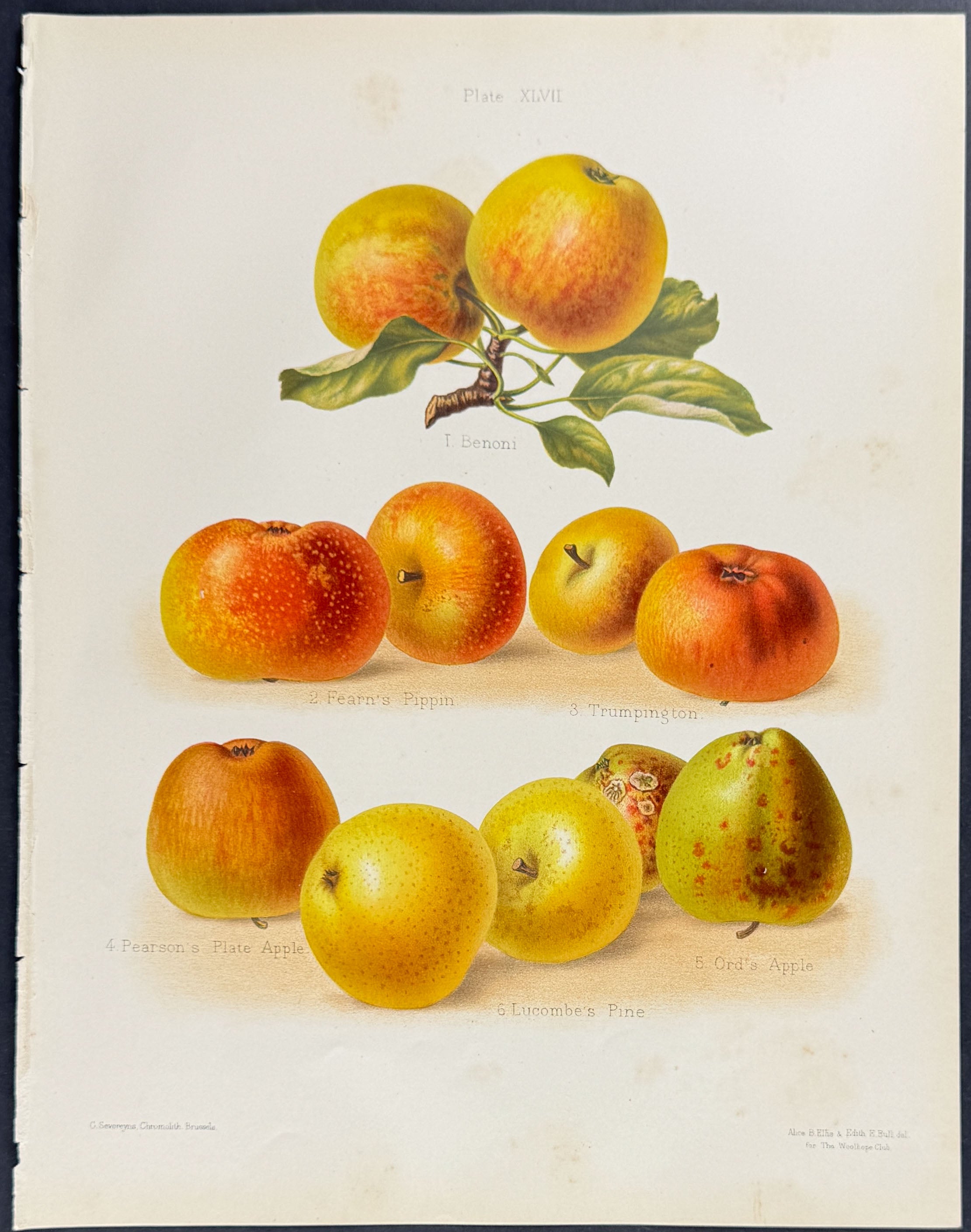 Apples