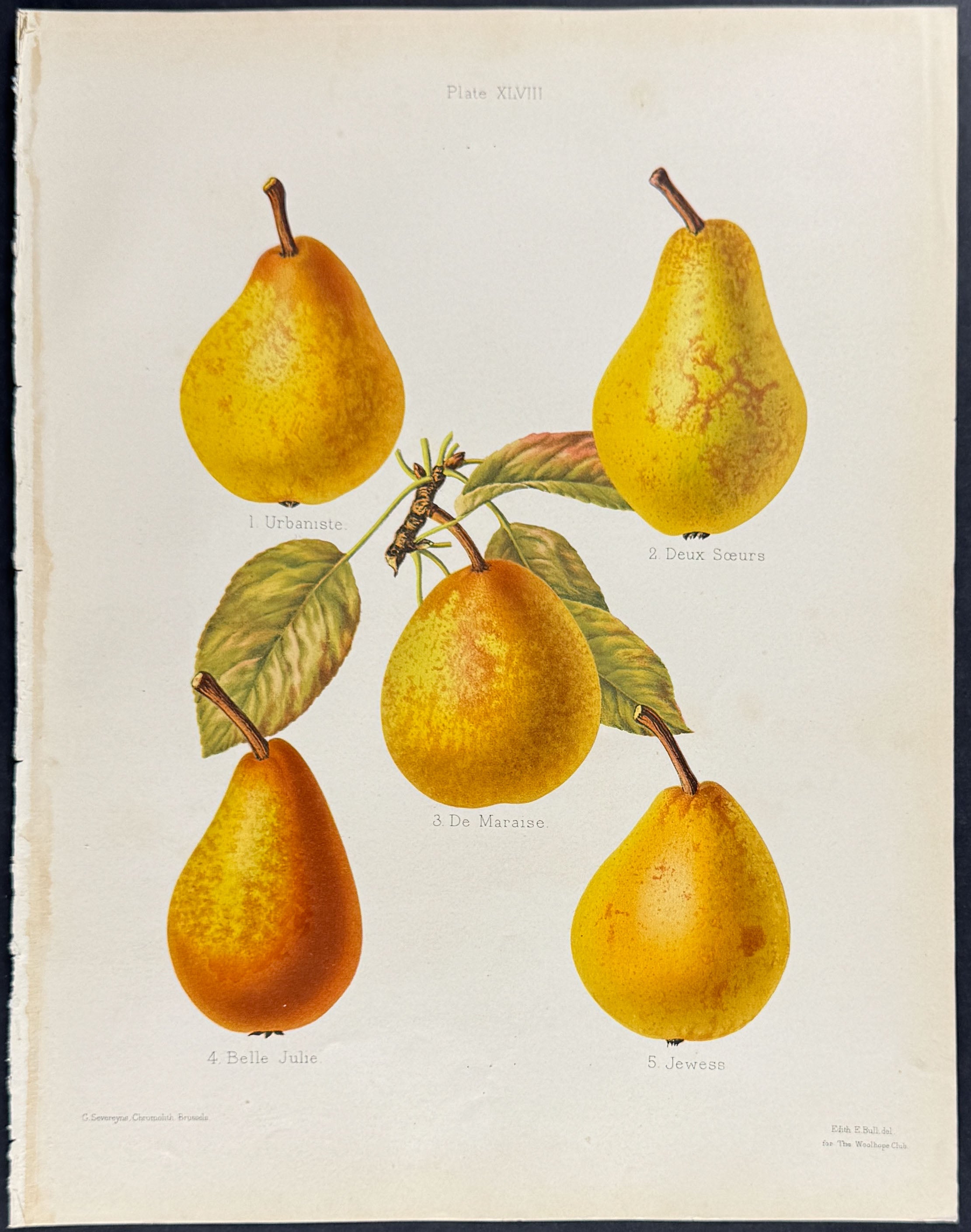 Pears