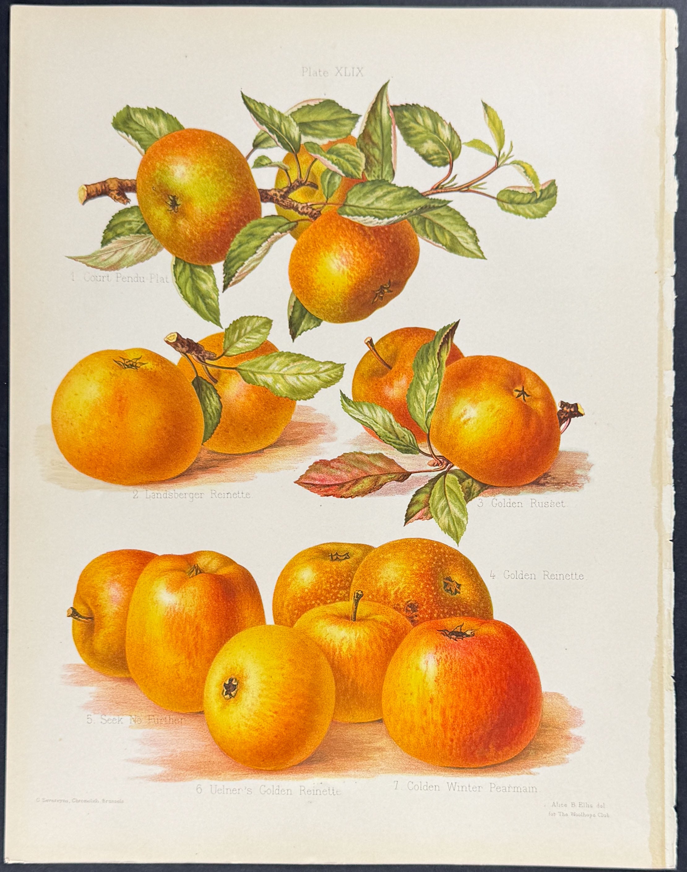 Apples
