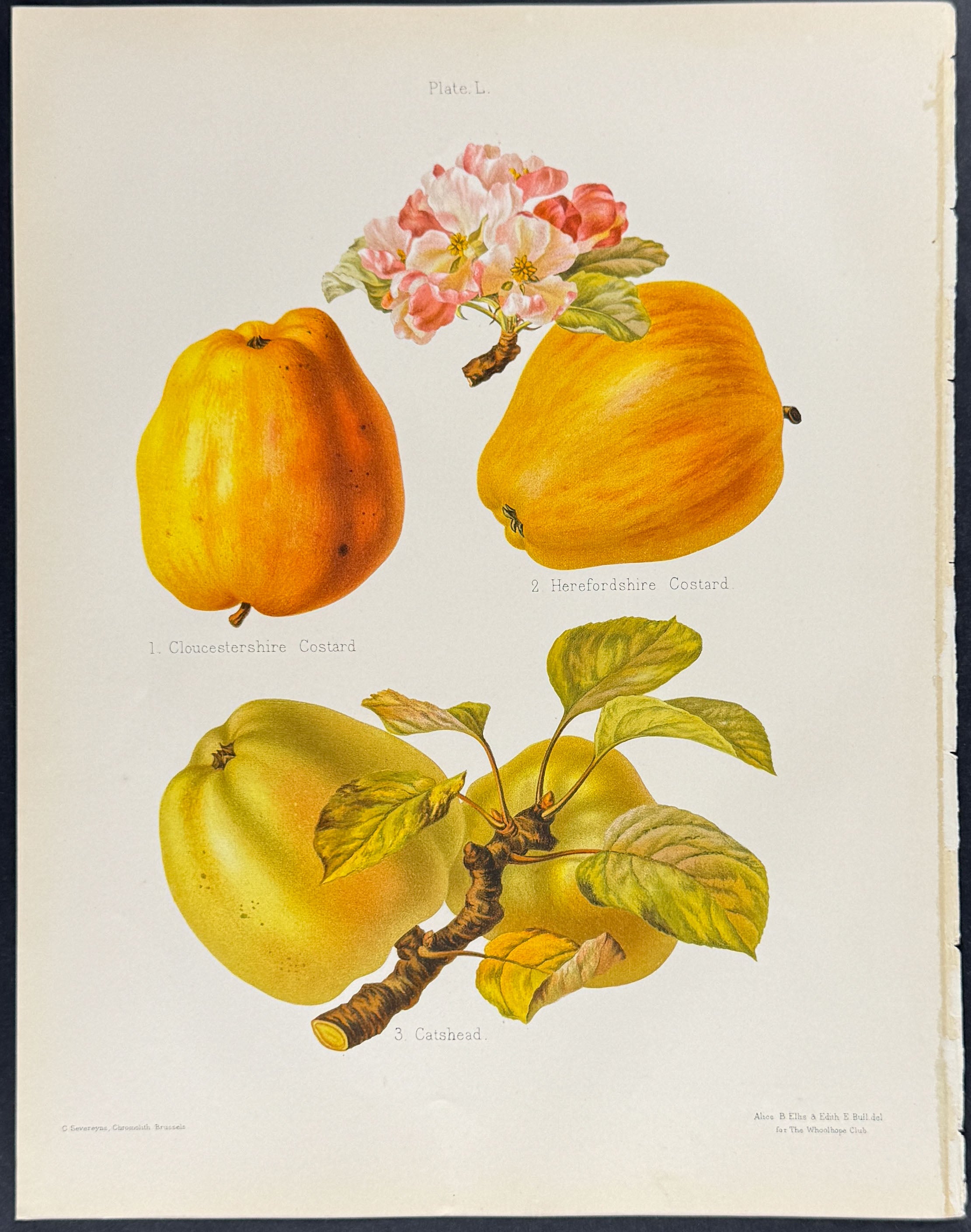 Apples