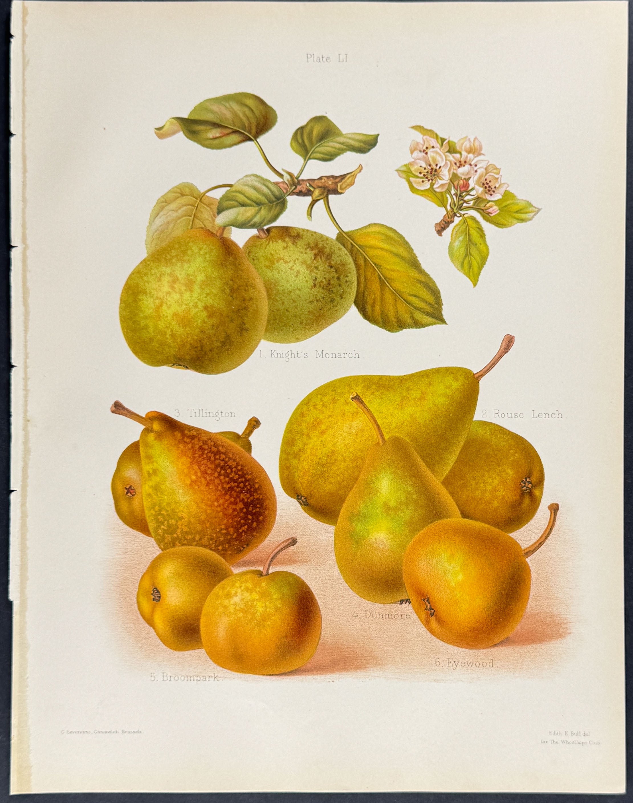 Pears