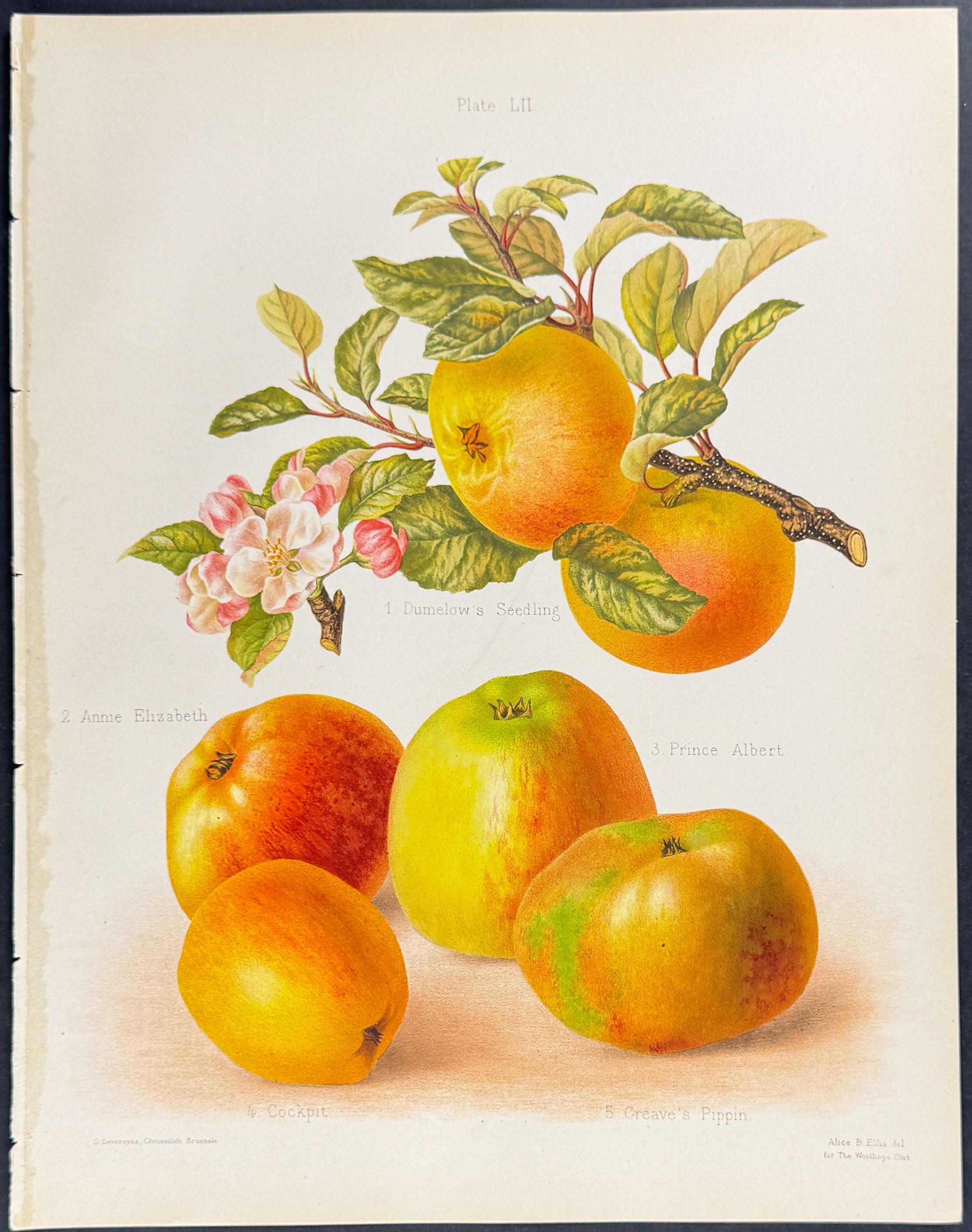 Apples