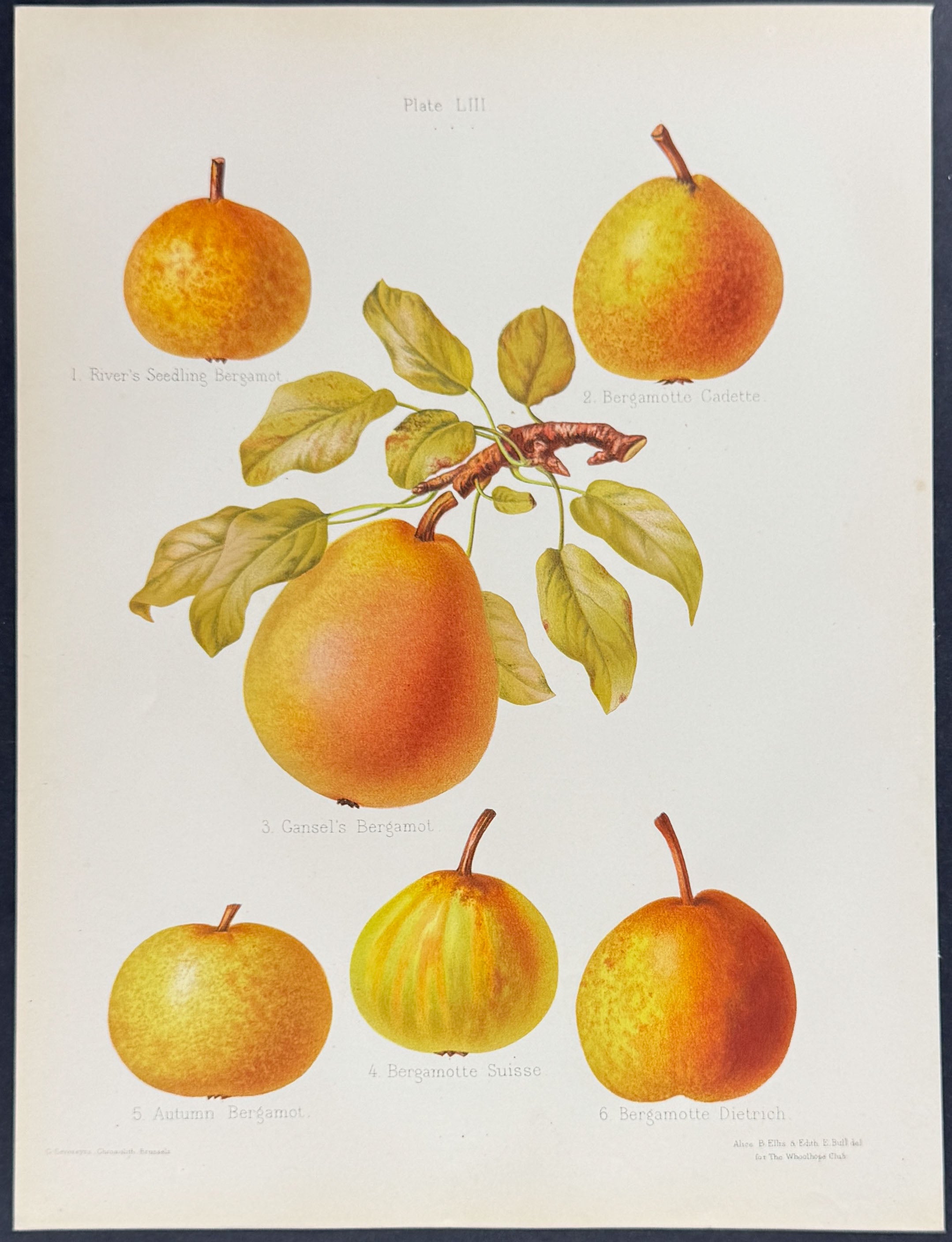 Apples