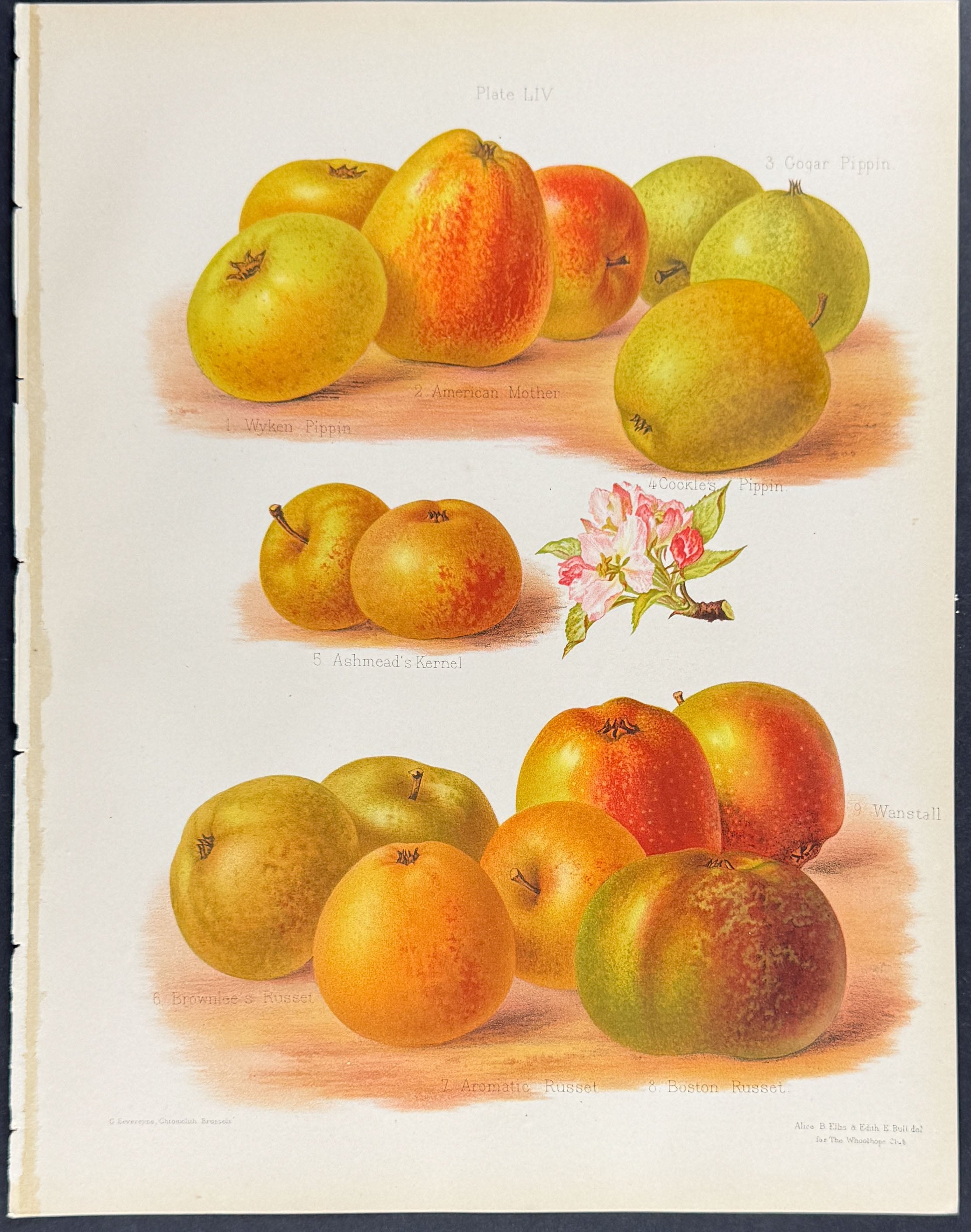 Apples