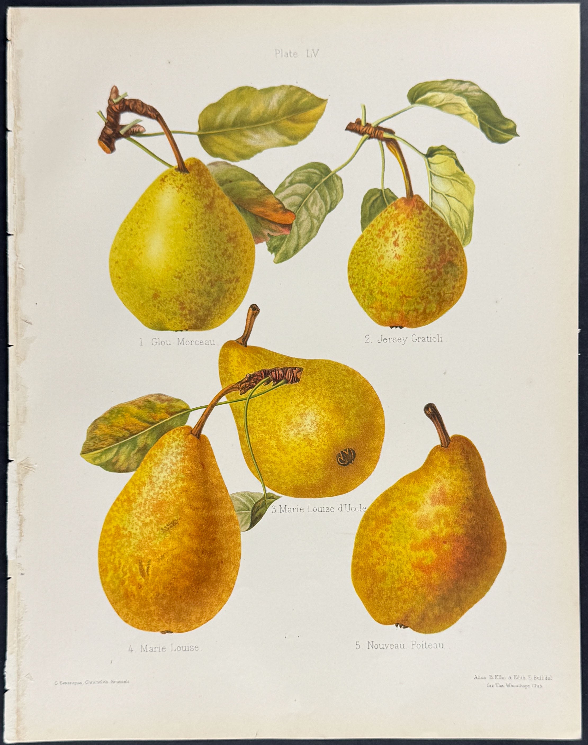 Pears