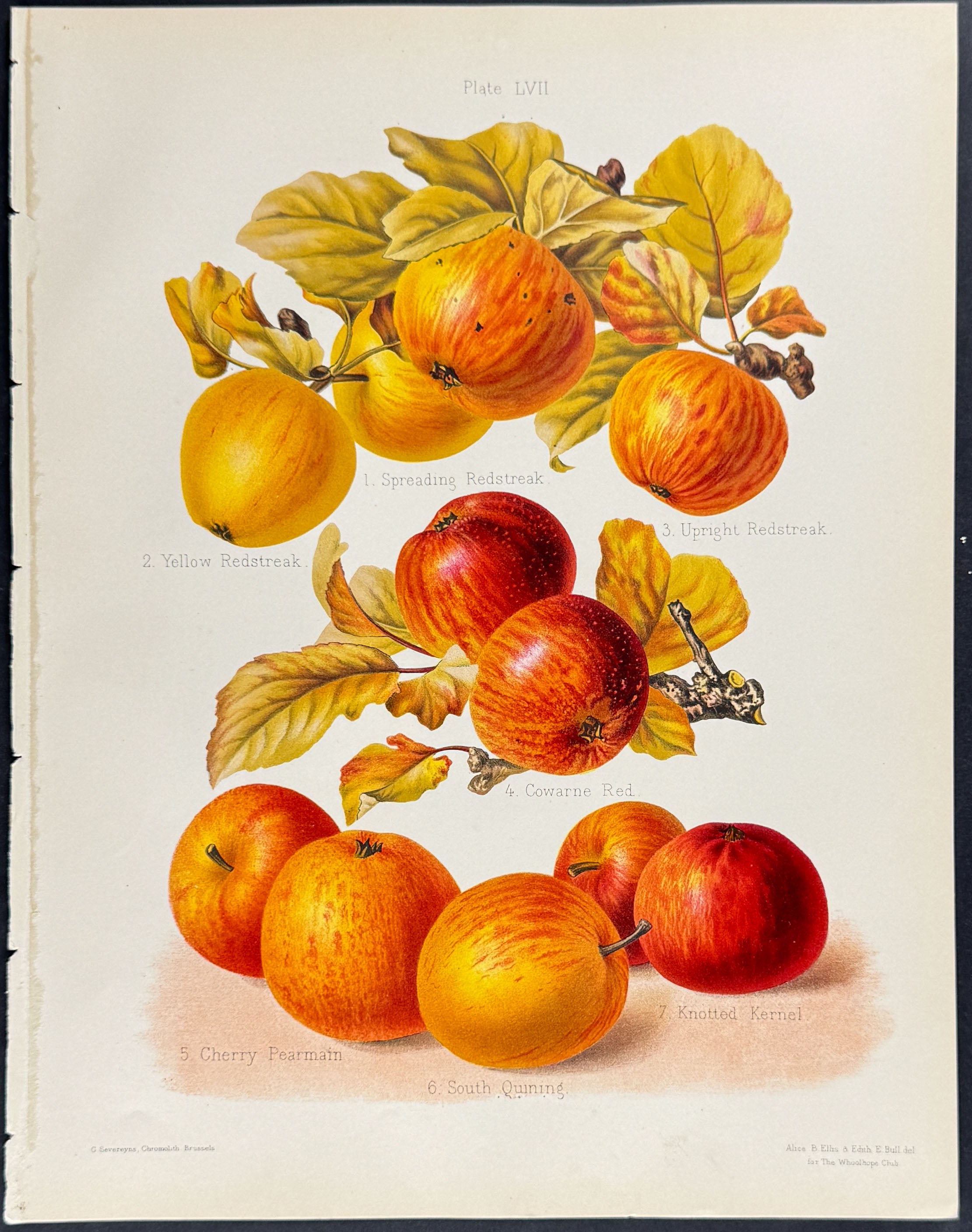 Apples