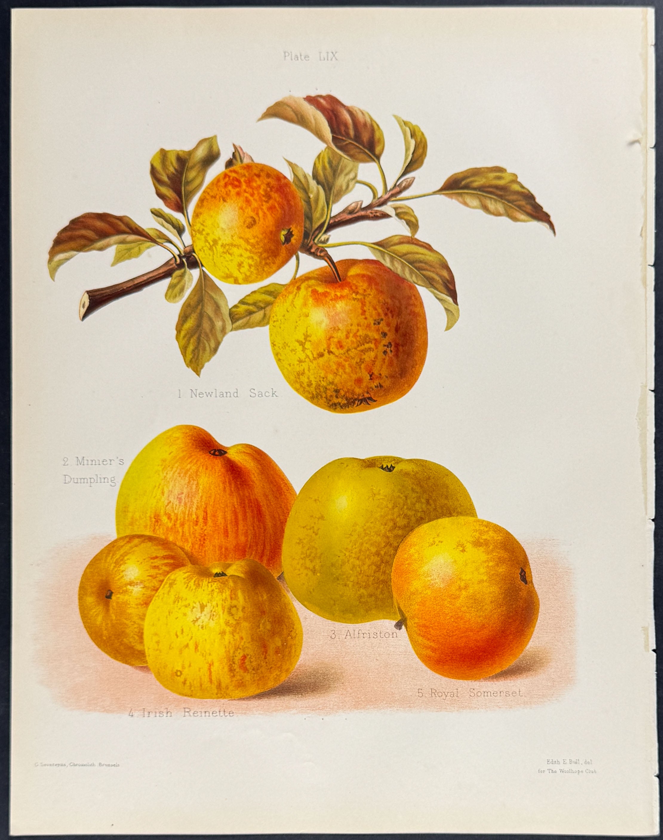 Apples