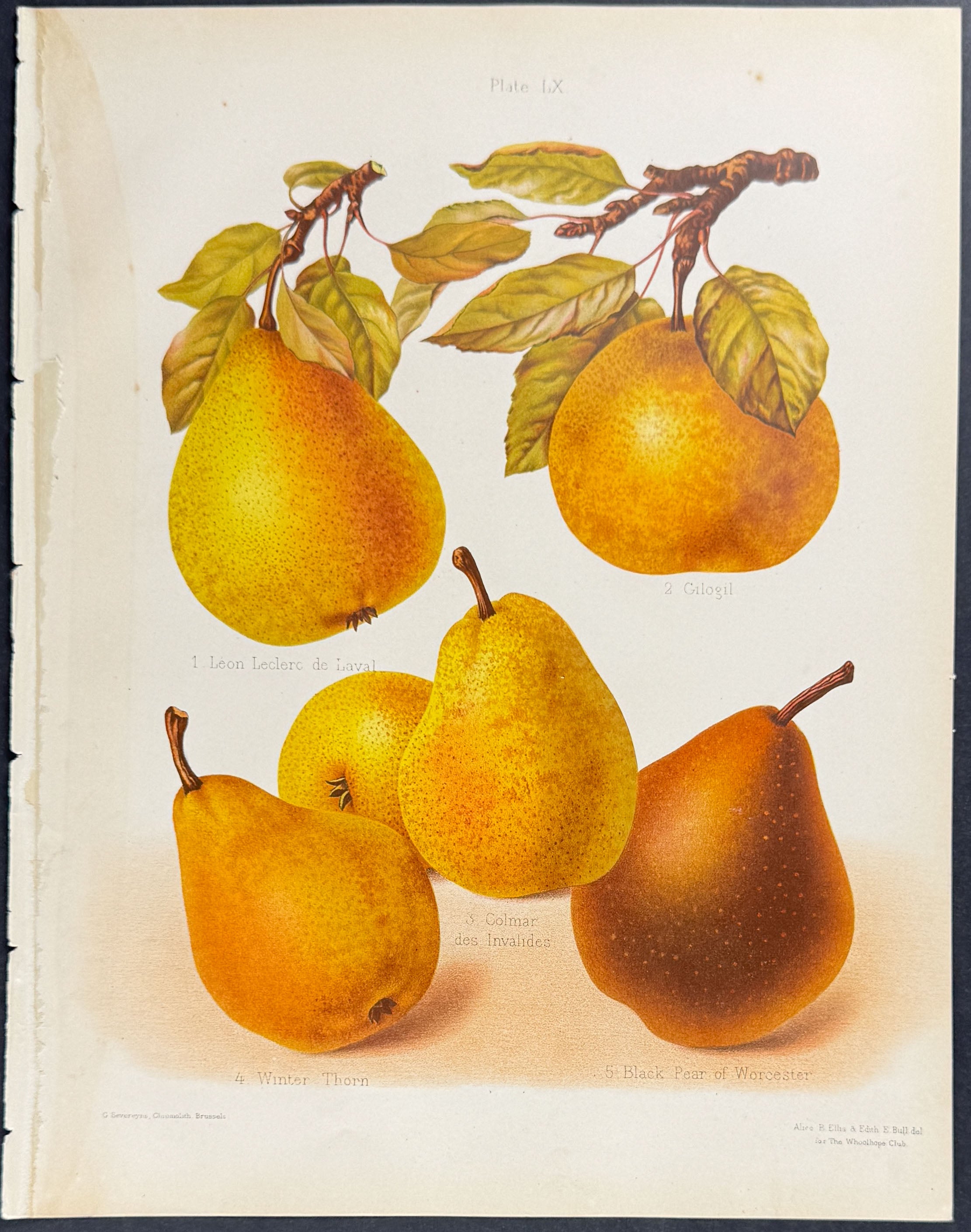 Pears