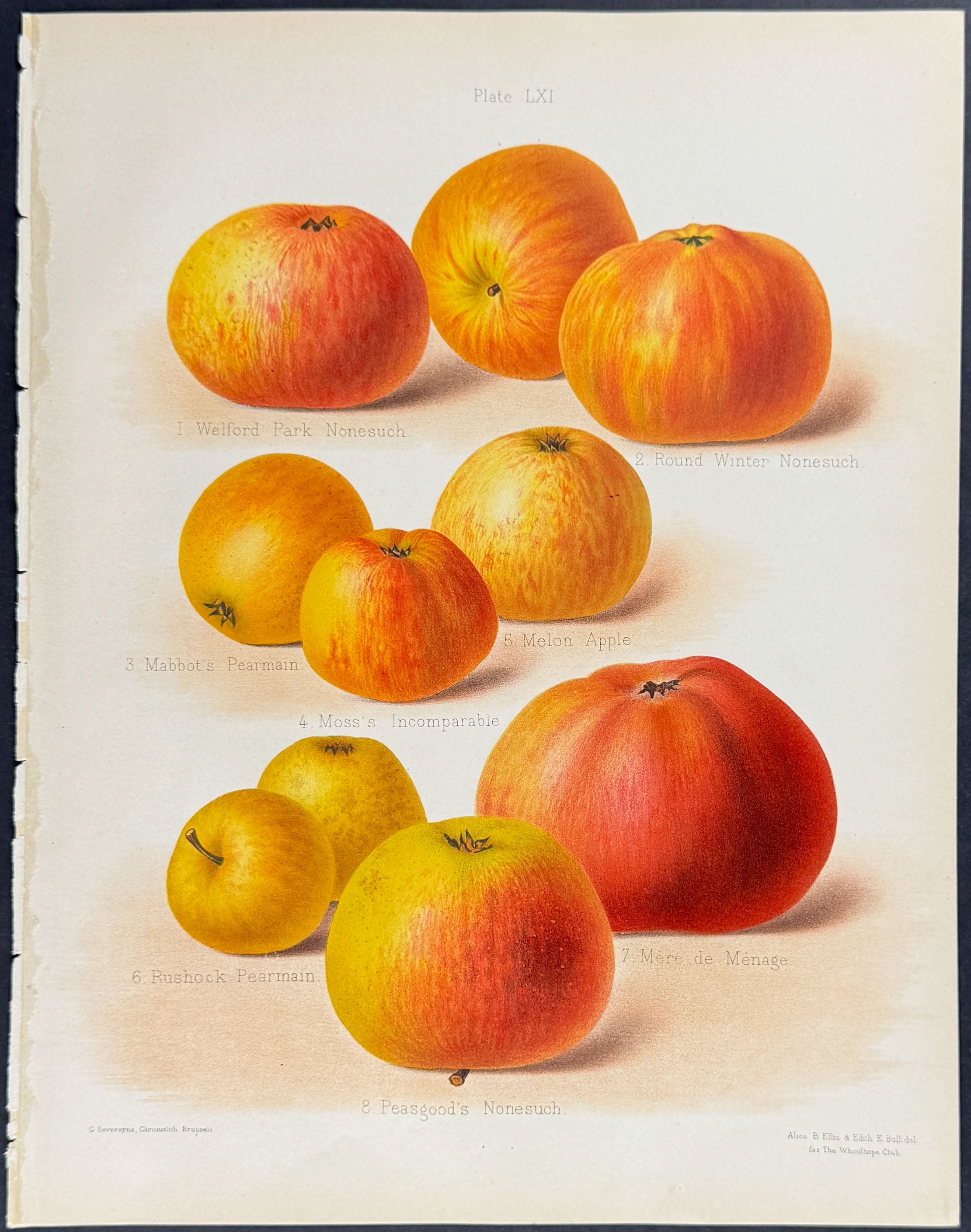 Apples